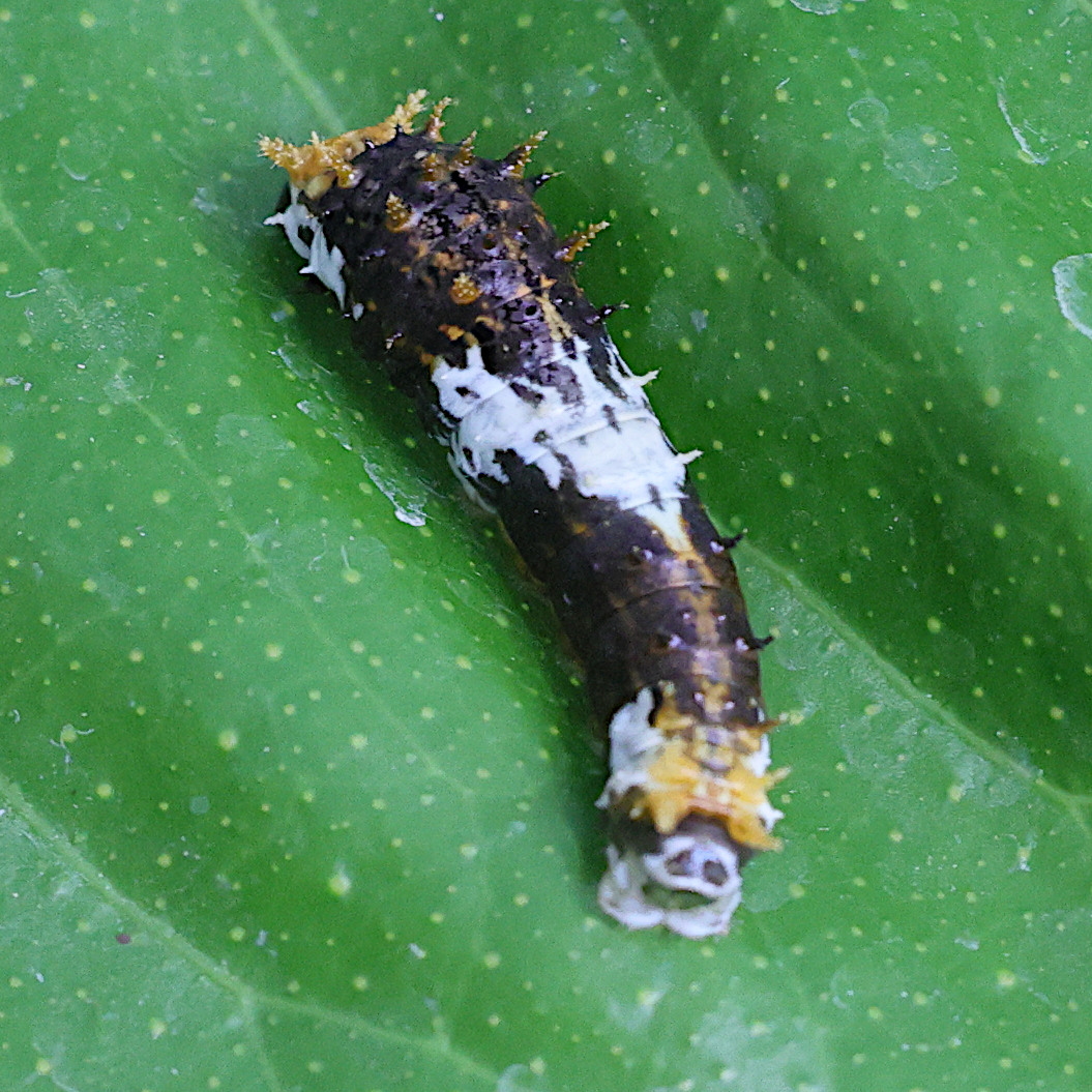 Afficher le média papilio_polytes_ch2md papilio_polytes_ch2md