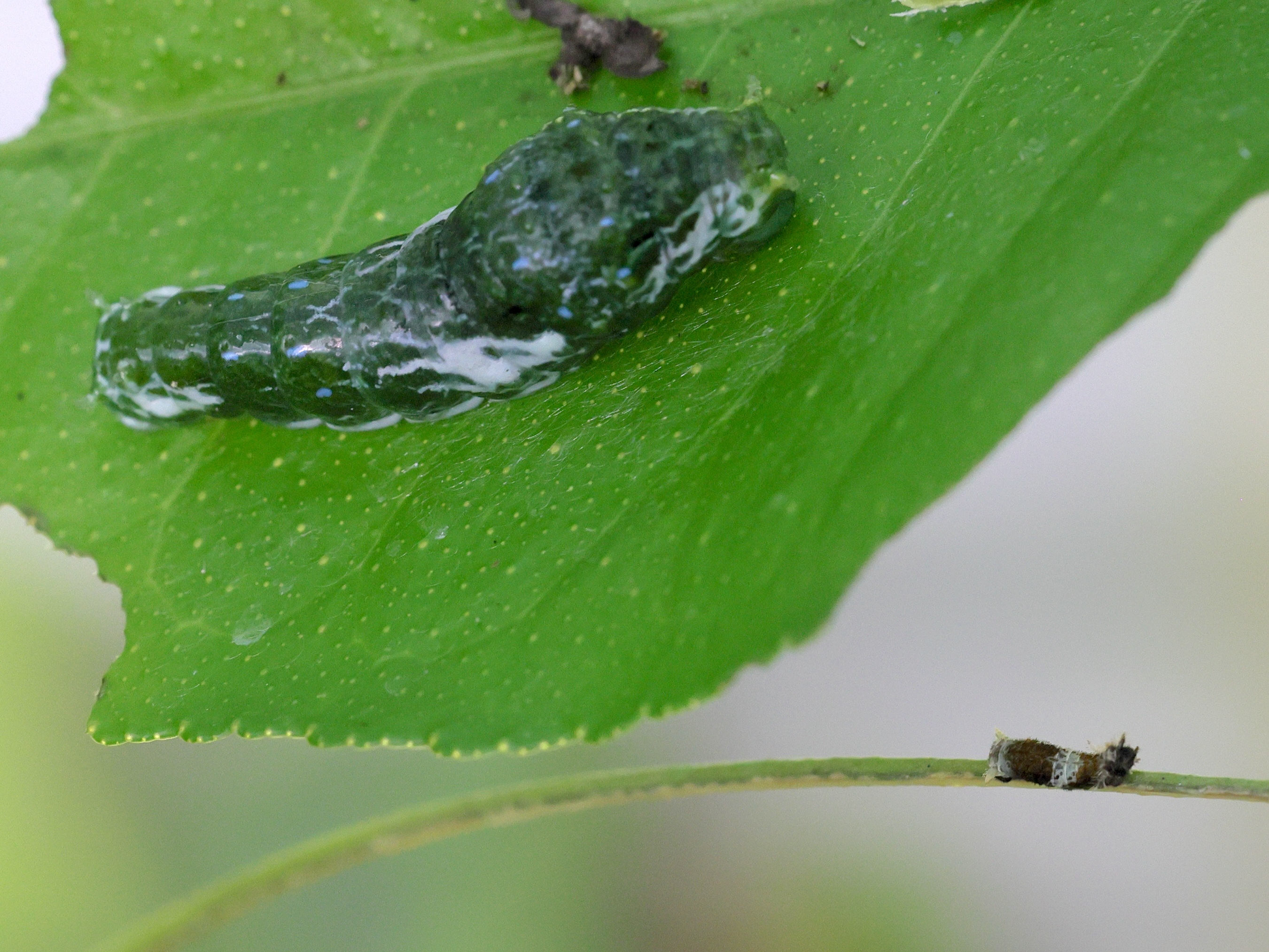 Afficher le média papilio_polytes_ch3md papilio_polytes_ch3md