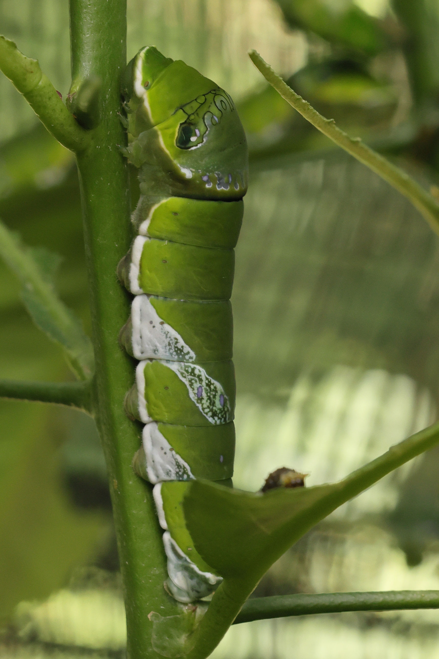 Afficher le média papilio_polytes_ch4md papilio_polytes_ch4md