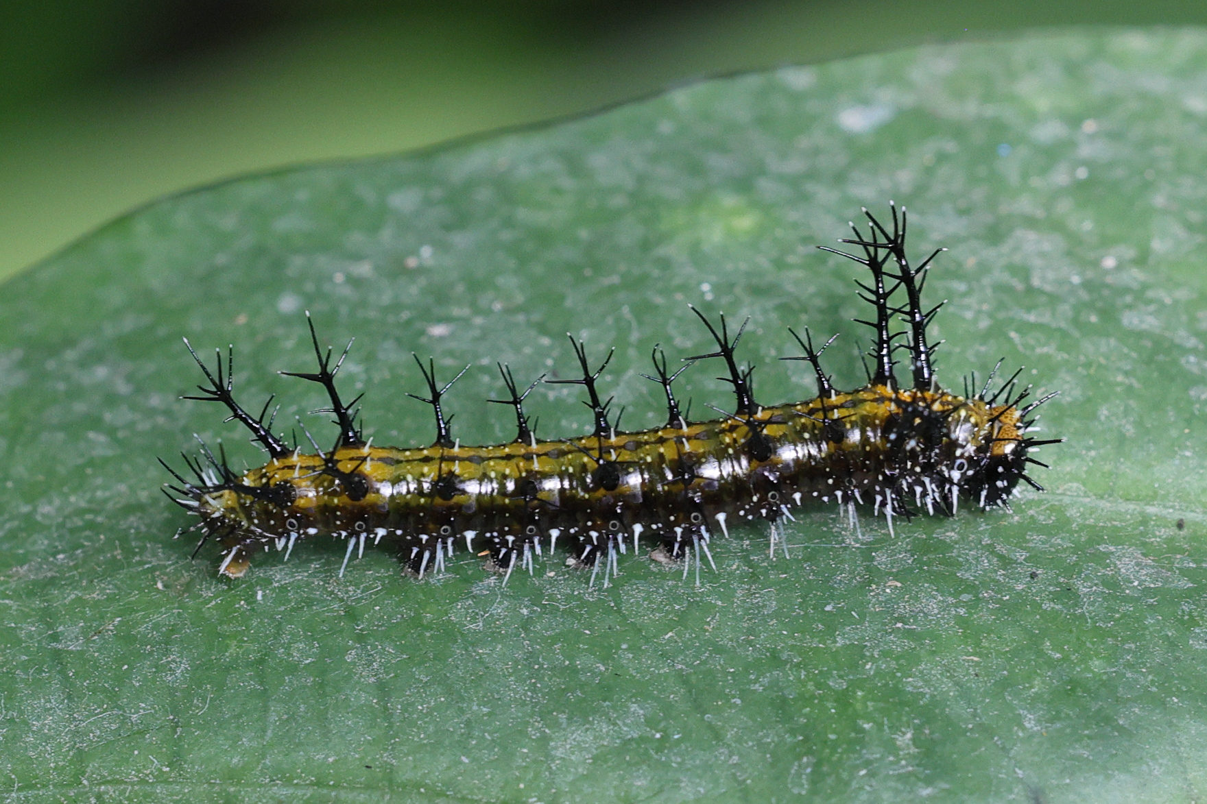 parthenos_sylvia_ch1md