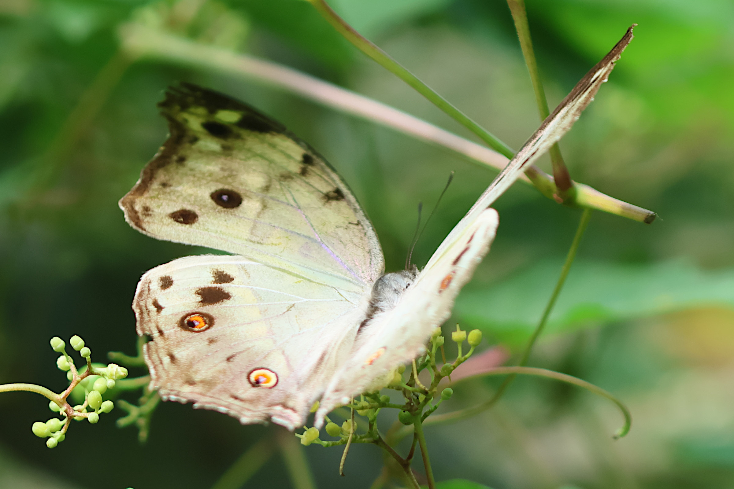 Afficher le média protogoniomorpha_parhassus1bd protogoniomorpha_parhassus1bd