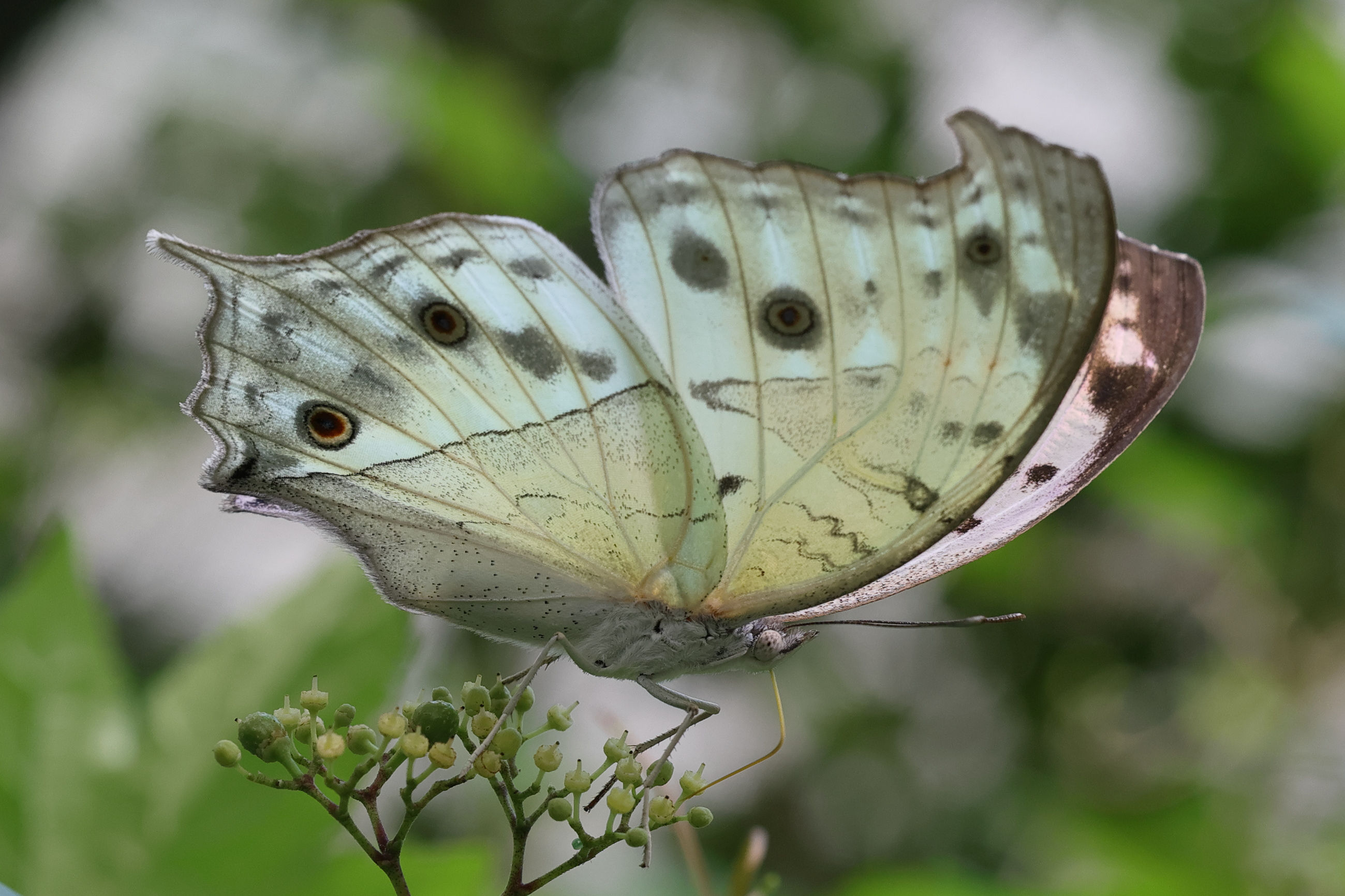 Afficher le média protogoniomorpha_parhassus2md protogoniomorpha_parhassus2md