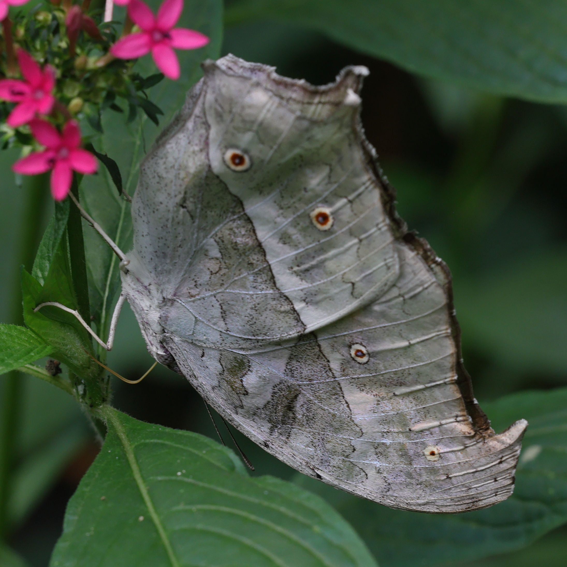 Afficher le média protogoniomorpha_parhassus3md protogoniomorpha_parhassus3md