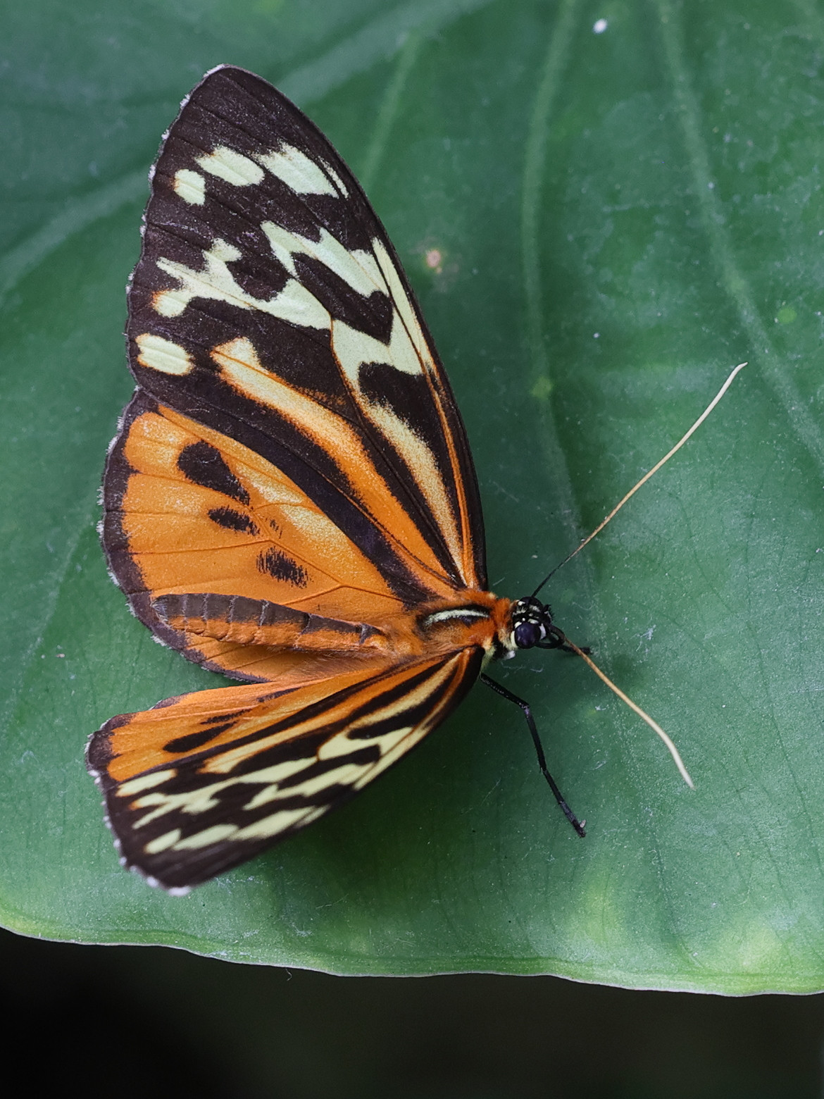 tithorea_harmonia1md