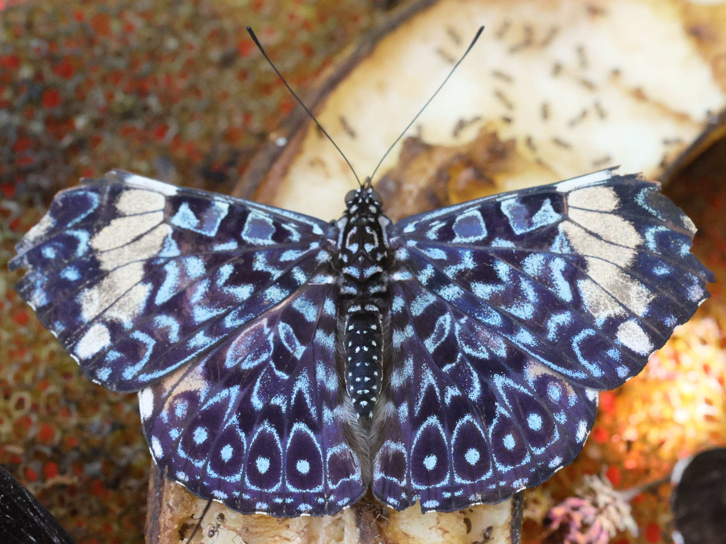 hamadryas_amphinome4md