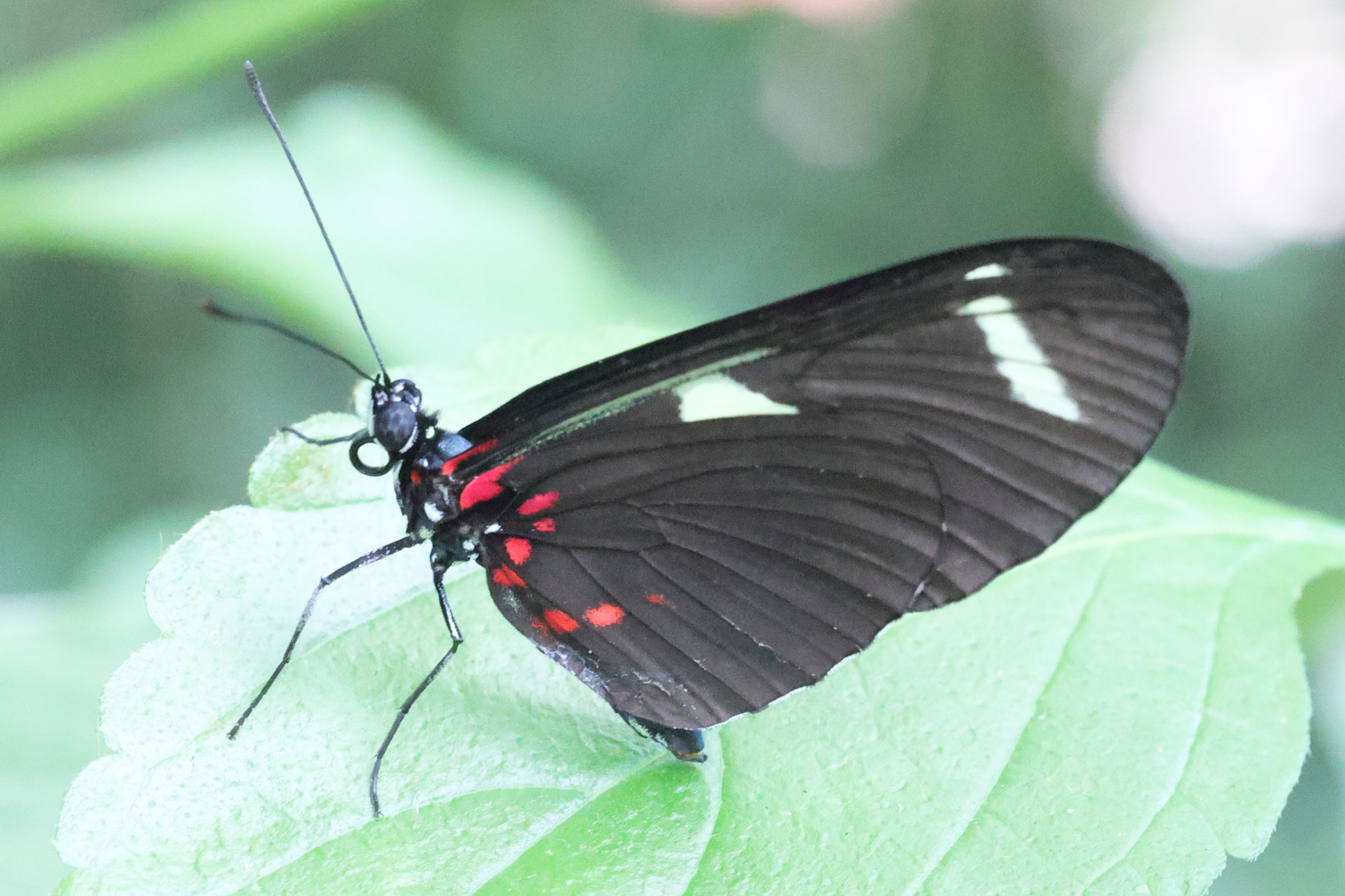 heliconius_doris3md