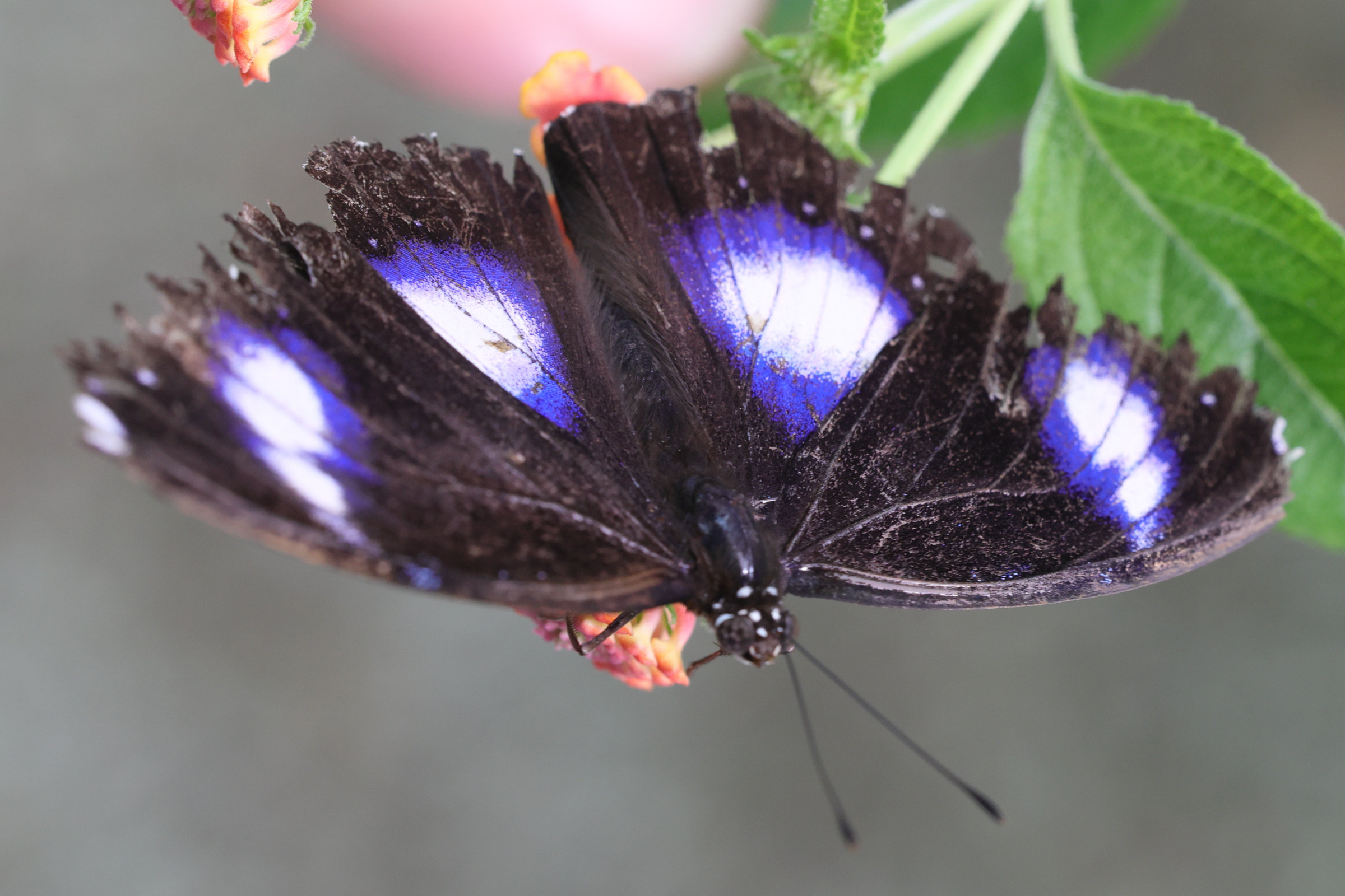 hypolimnas_bolina4md