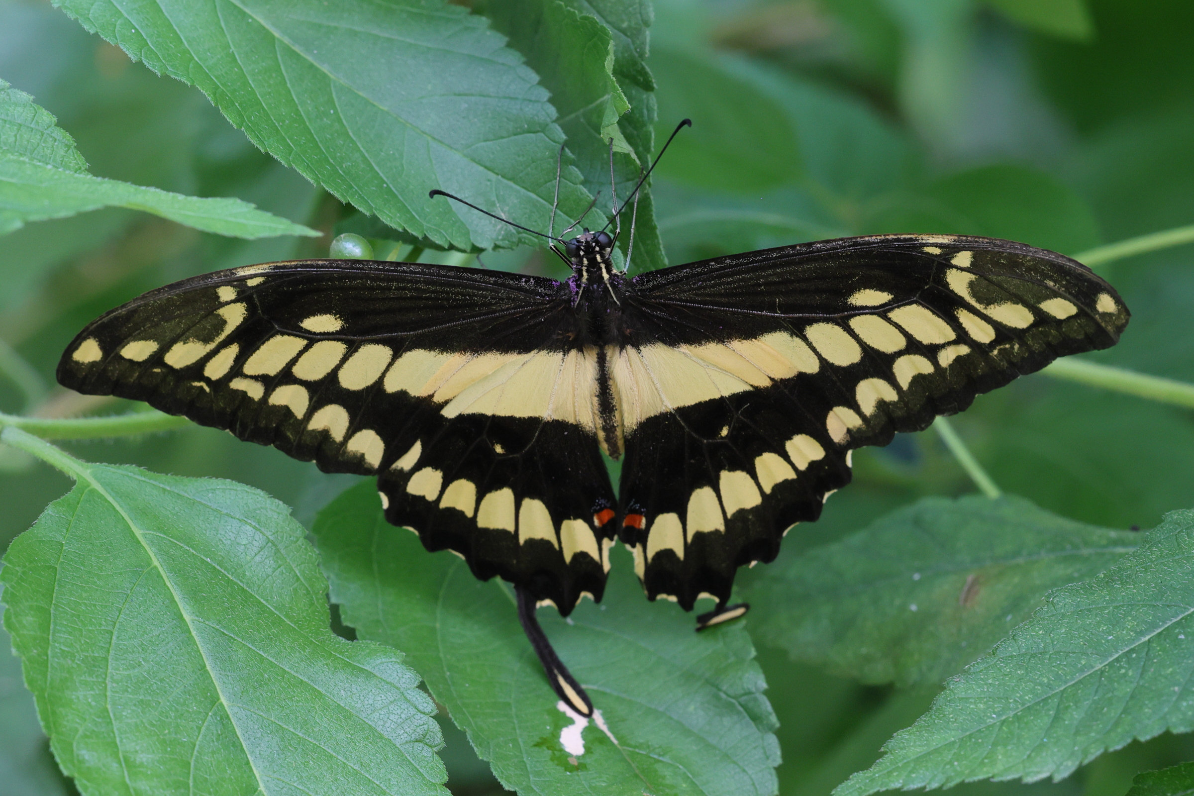 papilio_cresphontes1md