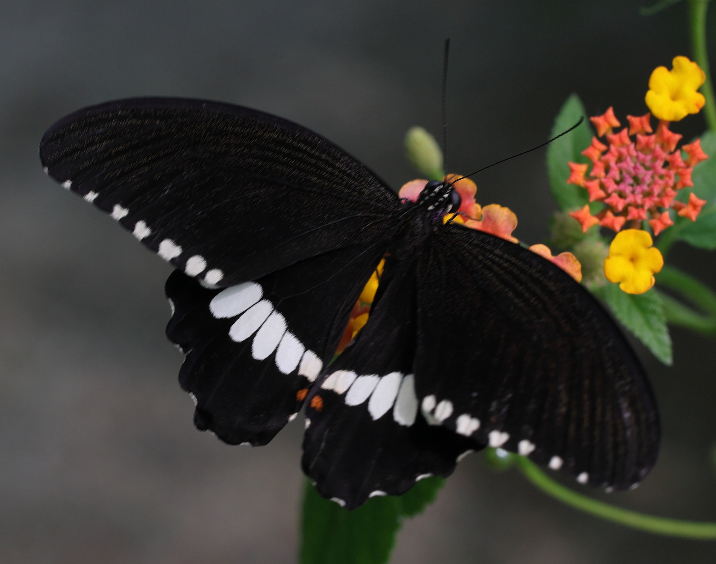 Afficher le média papilio_pollytes1md papilio_pollytes1md