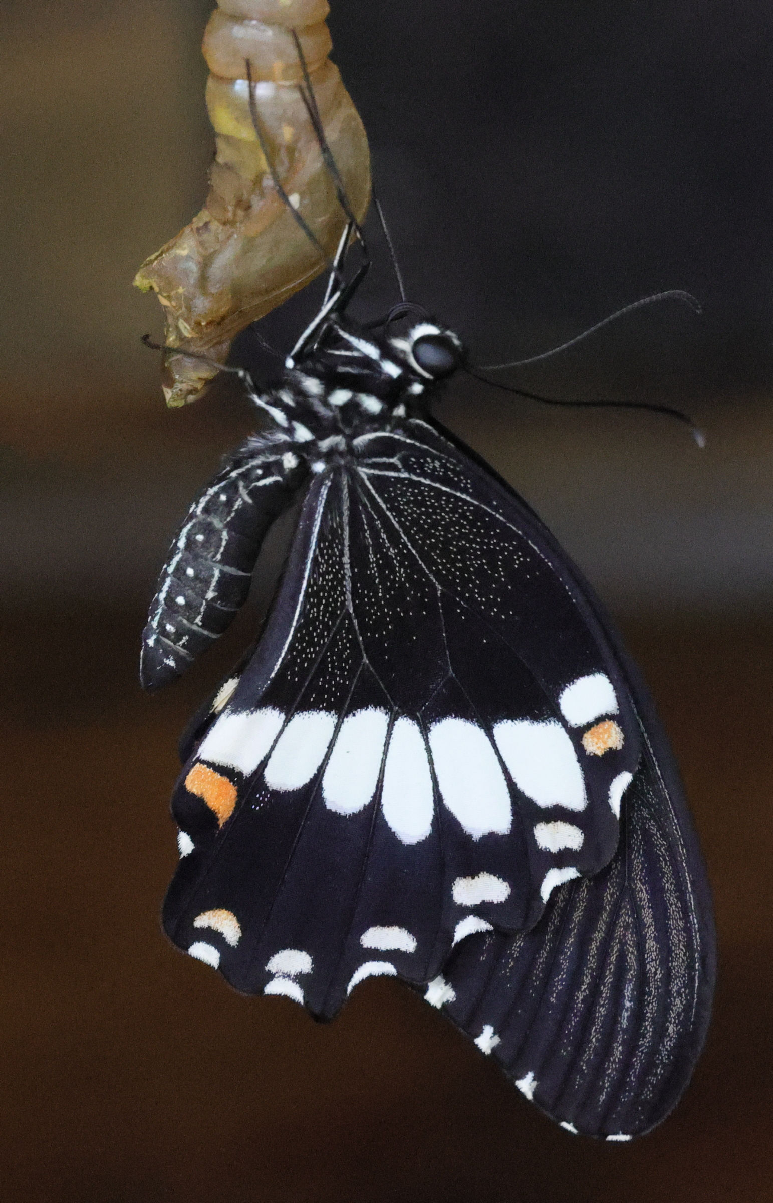 Afficher le média papilio_polytes6md papilio_polytes6md