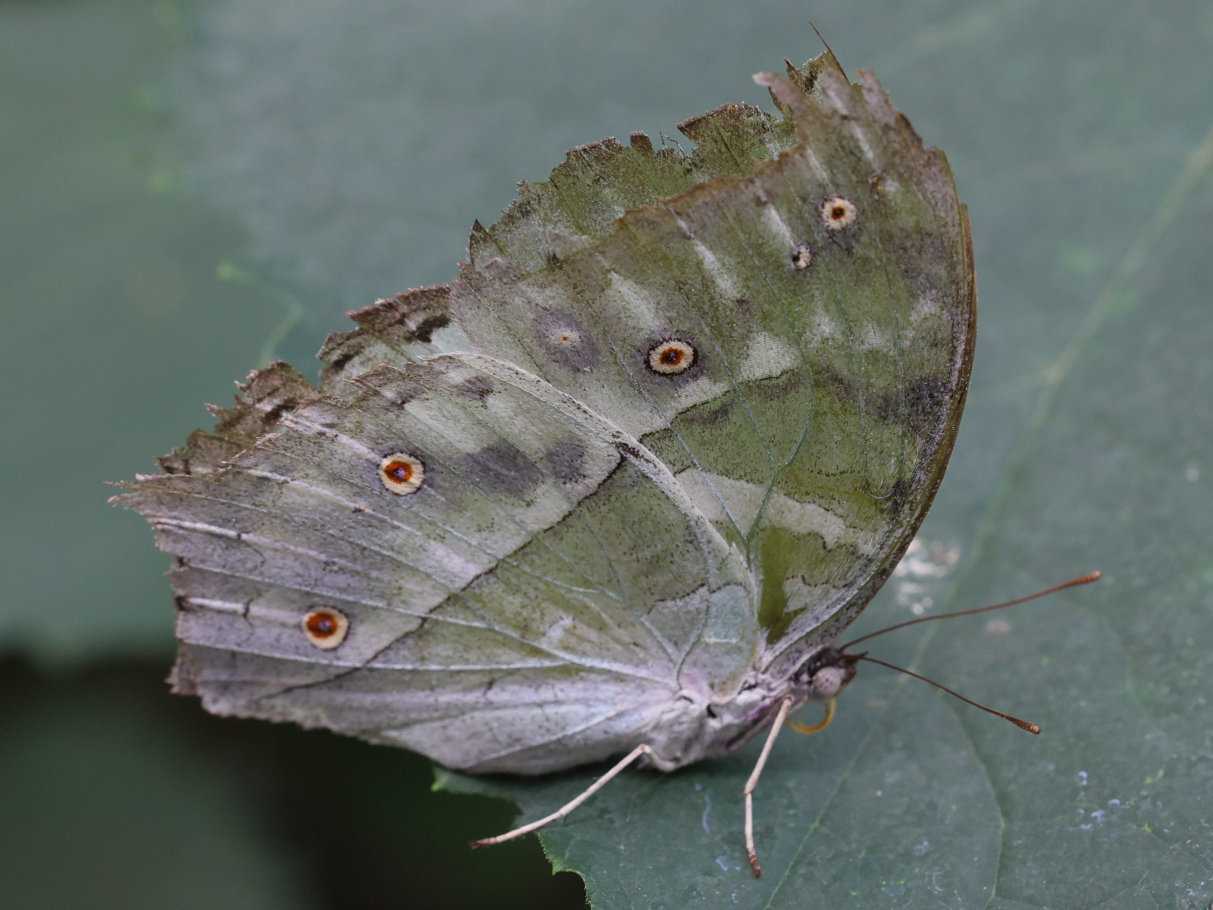 Afficher le média protogoniomorpha_parhassus4md protogoniomorpha_parhassus4md
