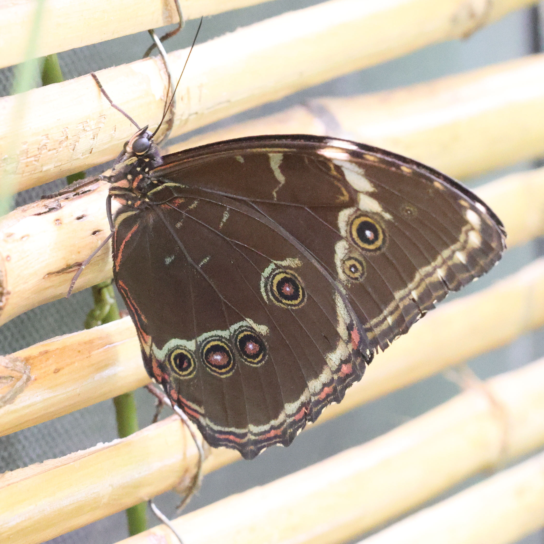 morpho_helenor_helenor1md