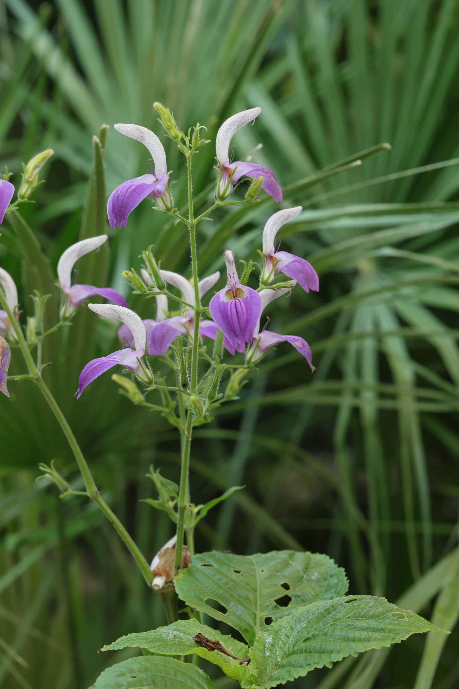 brillantaisia_owariensis4md