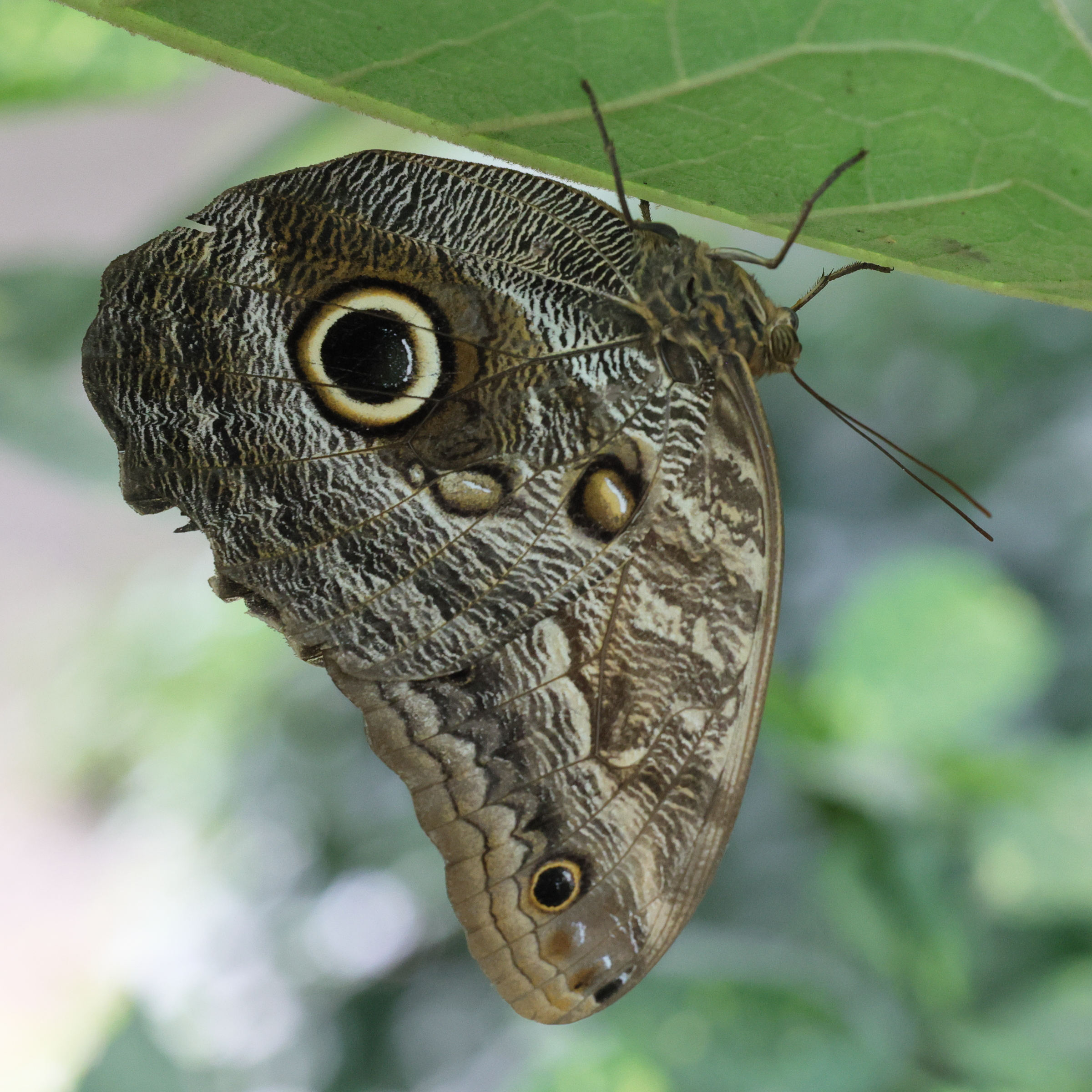 caligo_eurilochus4md