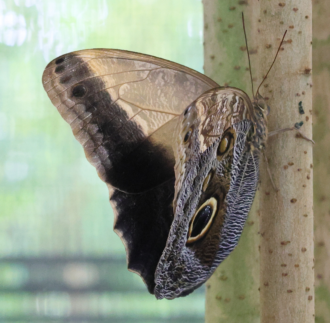 caligo_eurilochus5md