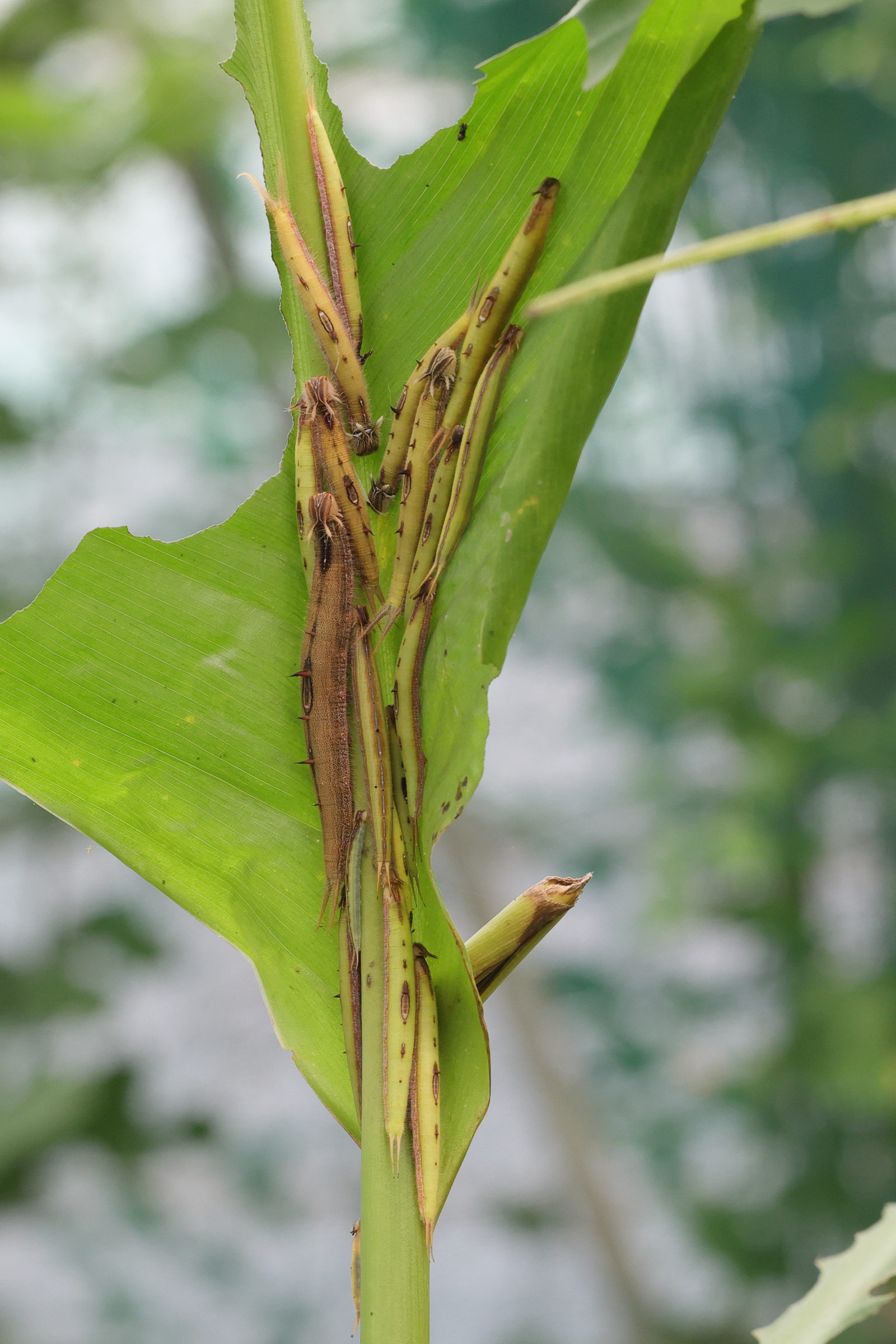 caligo_eurilochus_ch1md