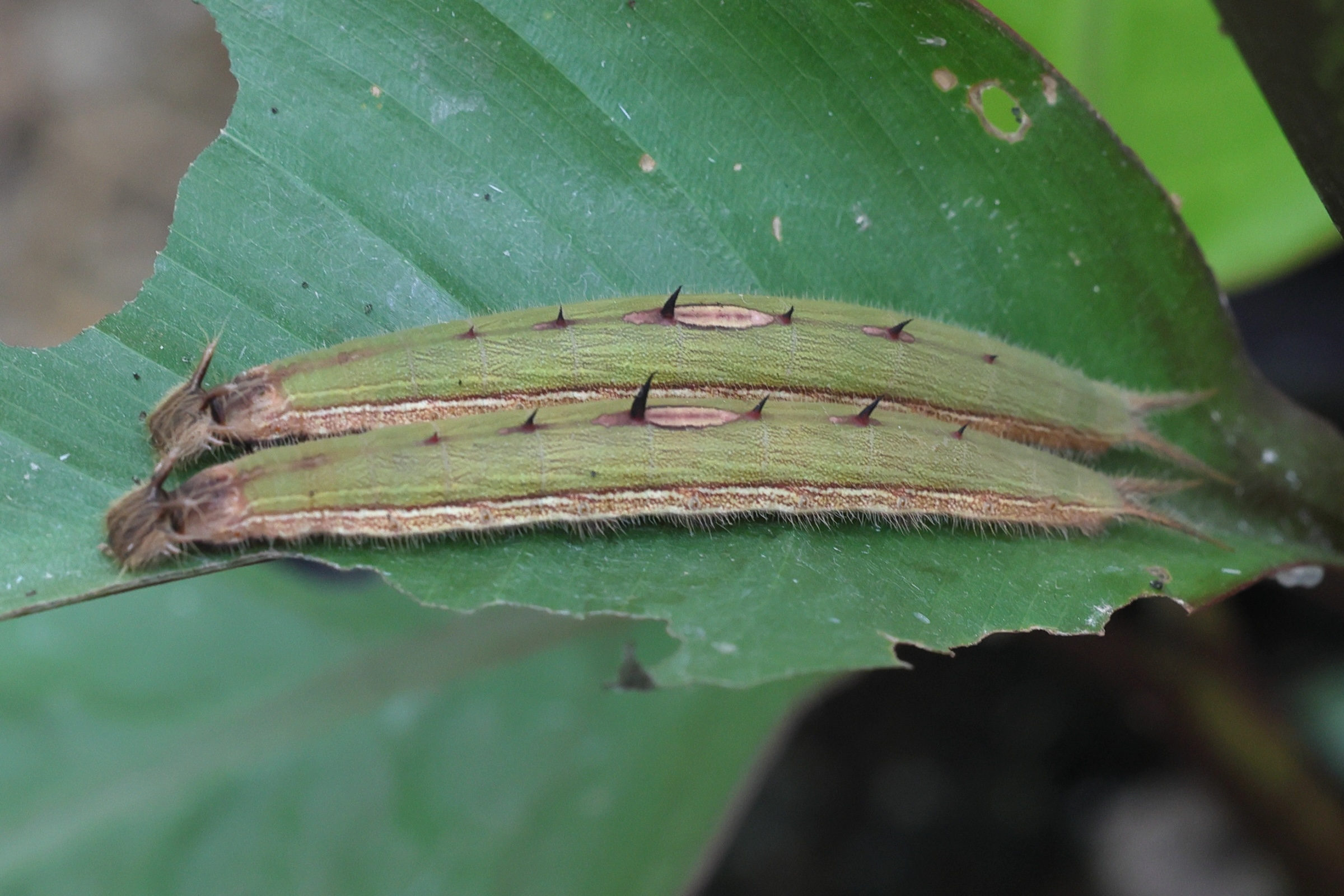 caligo_eurilochus_ch2md