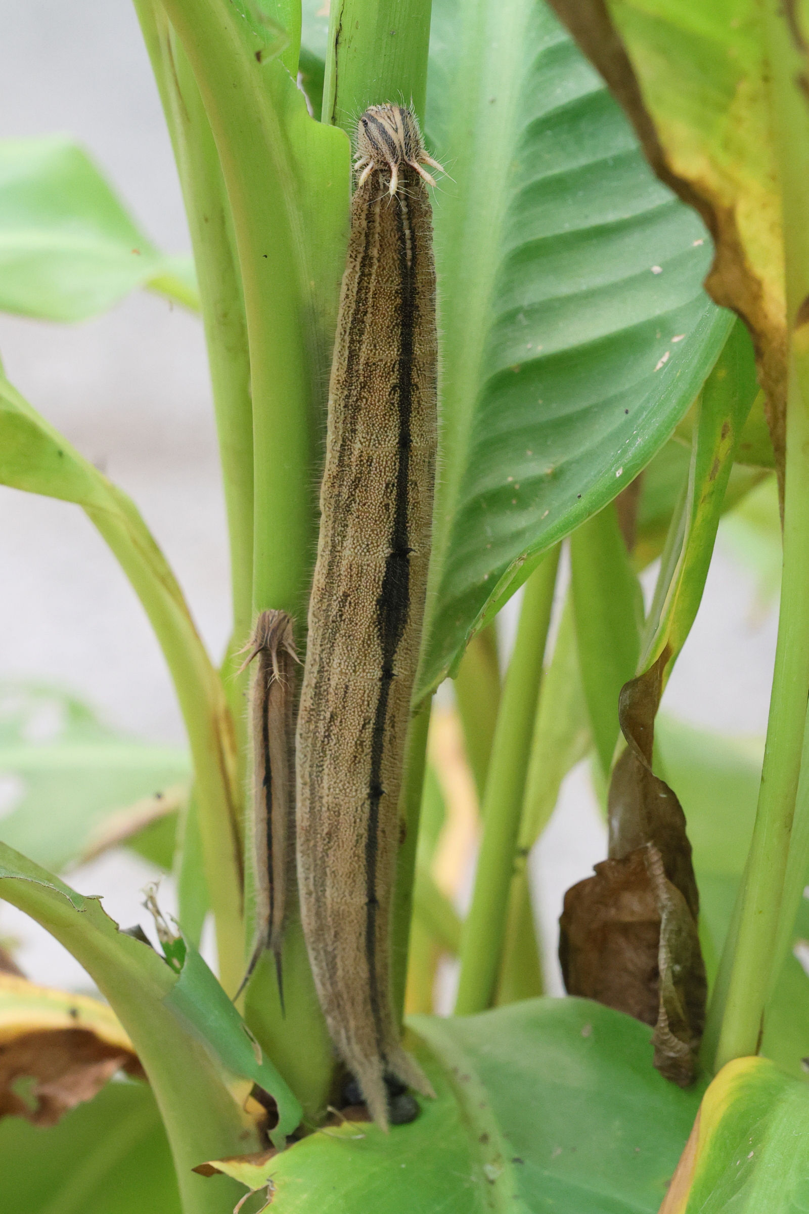 caligo_eurilochus_ch3md