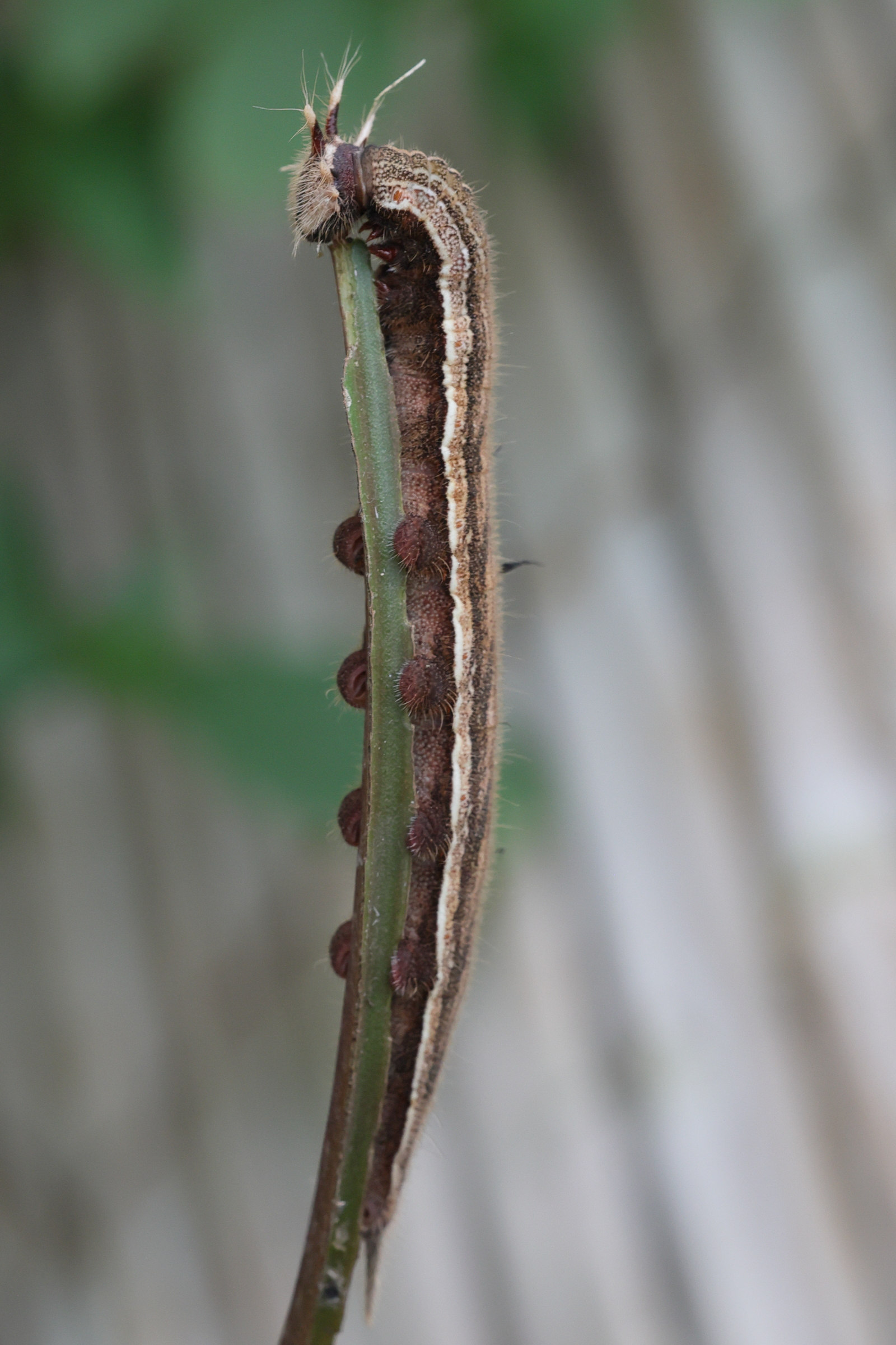 caligo_eurilochus_ch4md