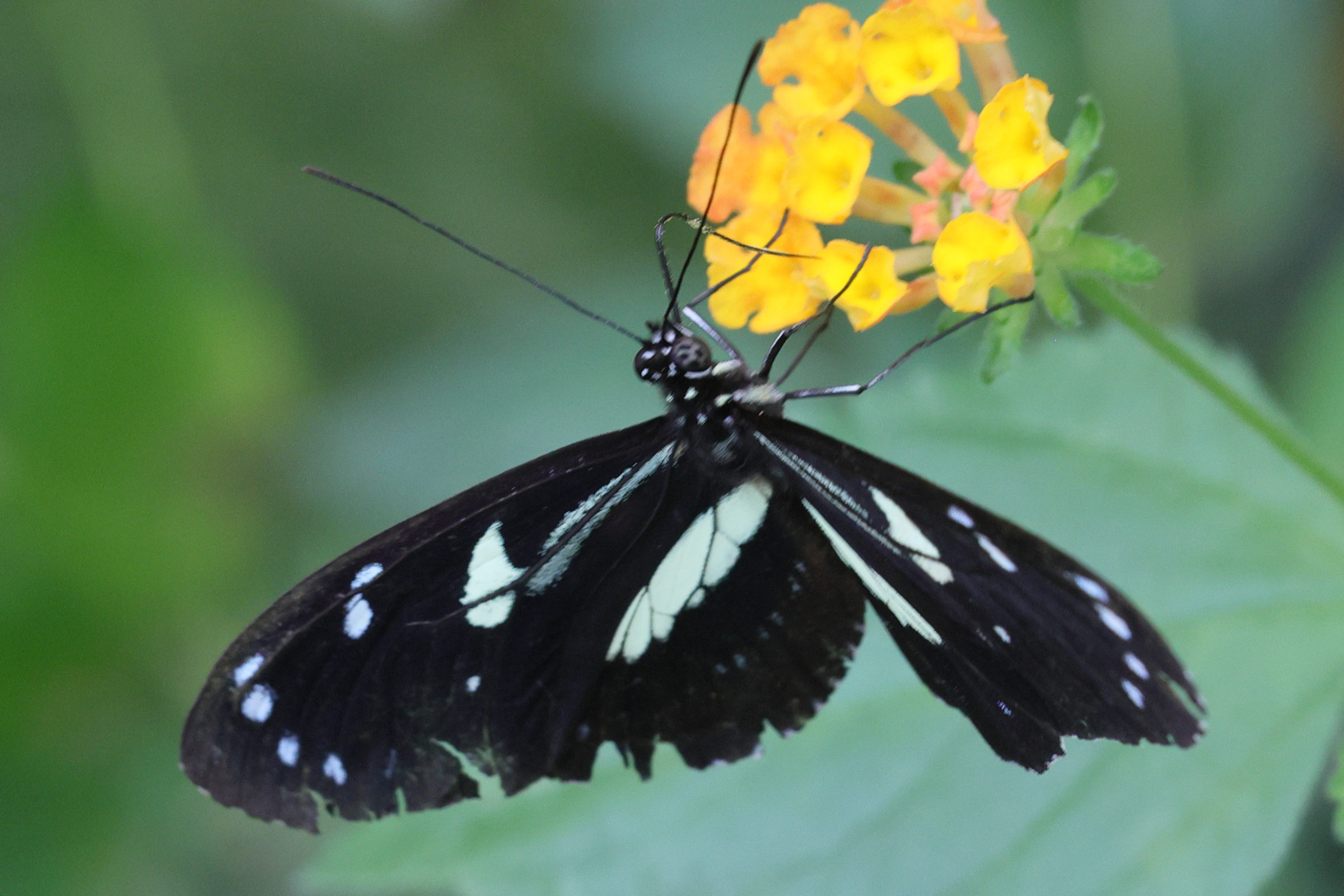 heliconius_atthis1md