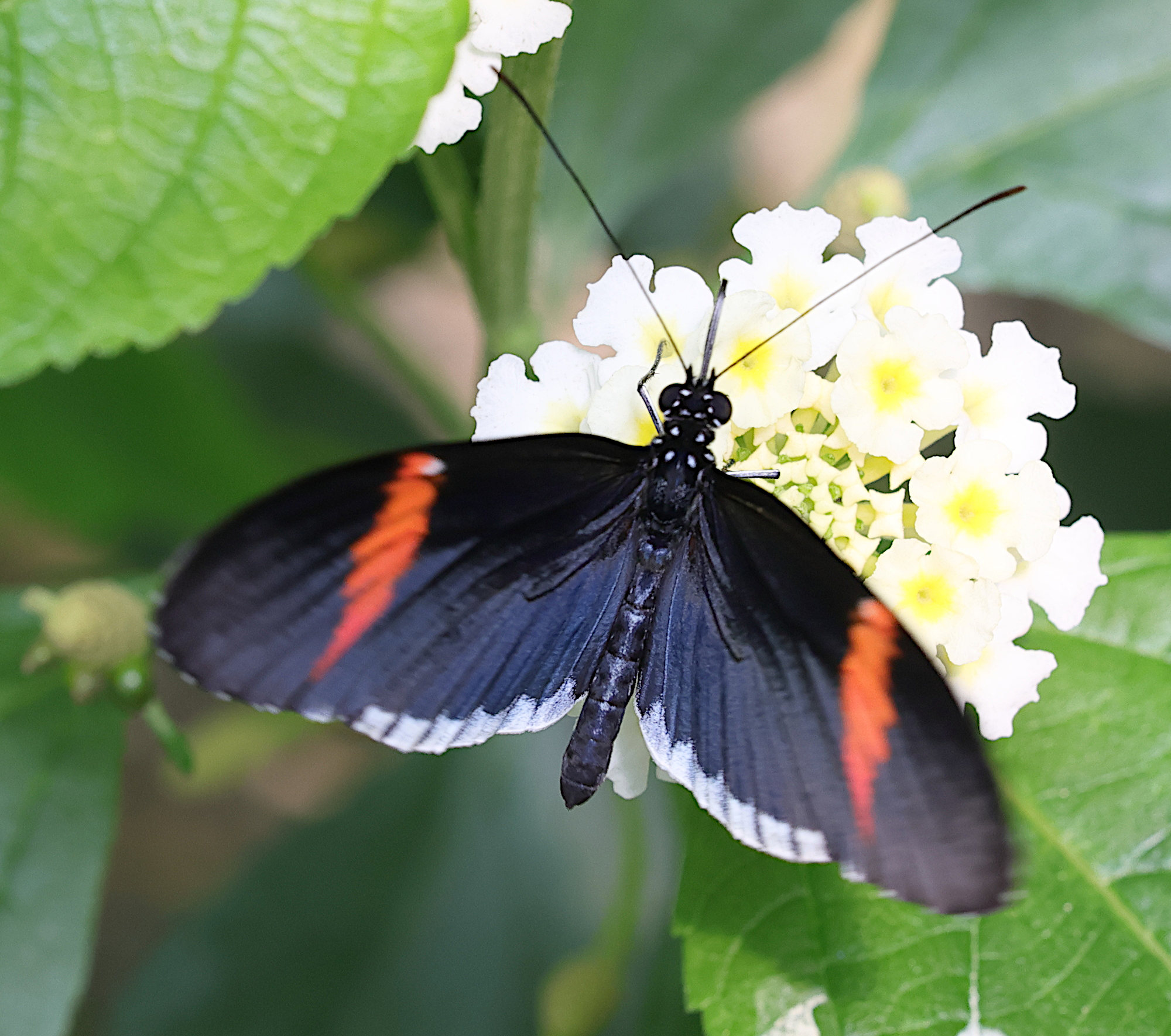 Afficher le média heliconius_melpomene5md heliconius_melpomene5md