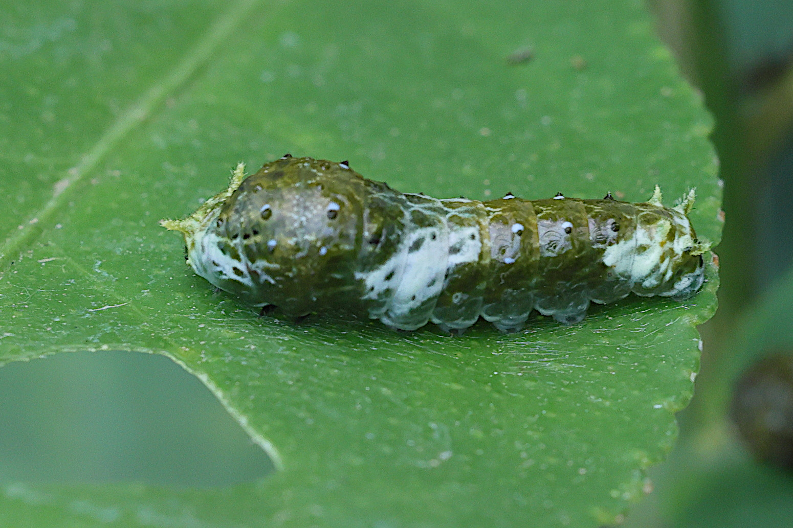 papilio_demodocus_ch3md