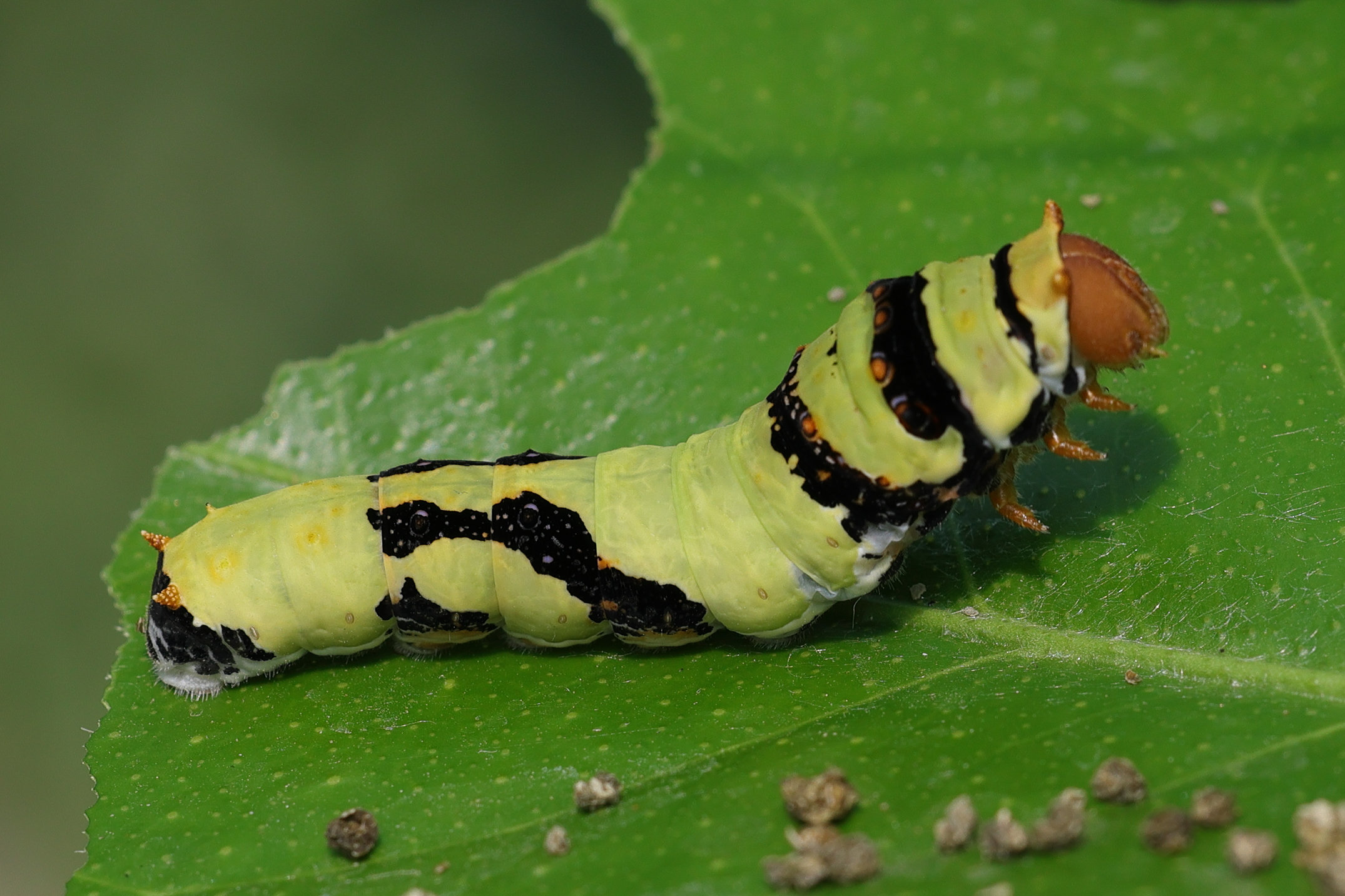 papilio_demodocus_ch4md