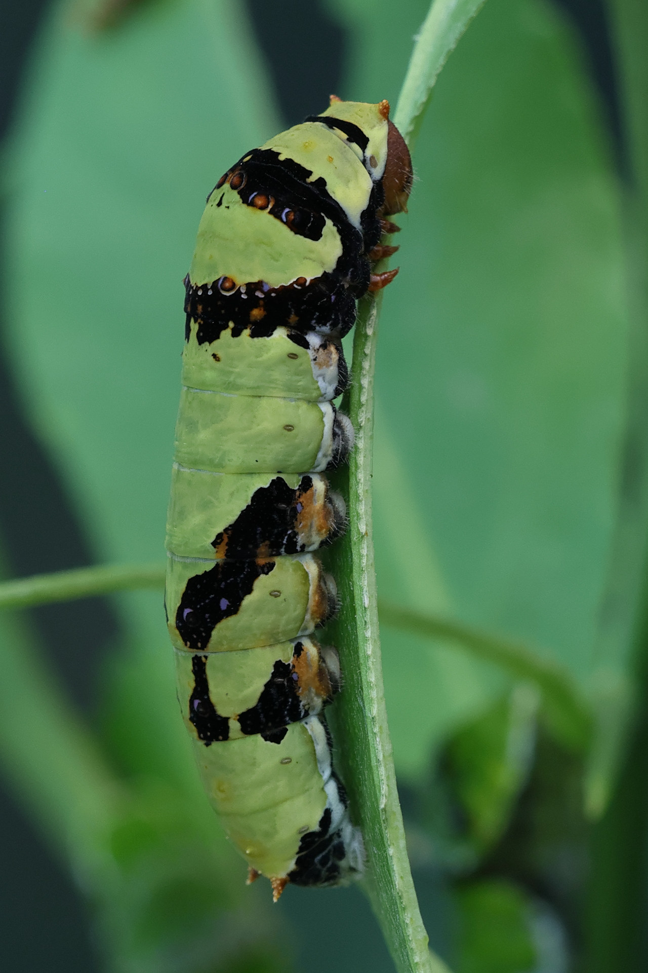 papilio_demodocus_ch5md