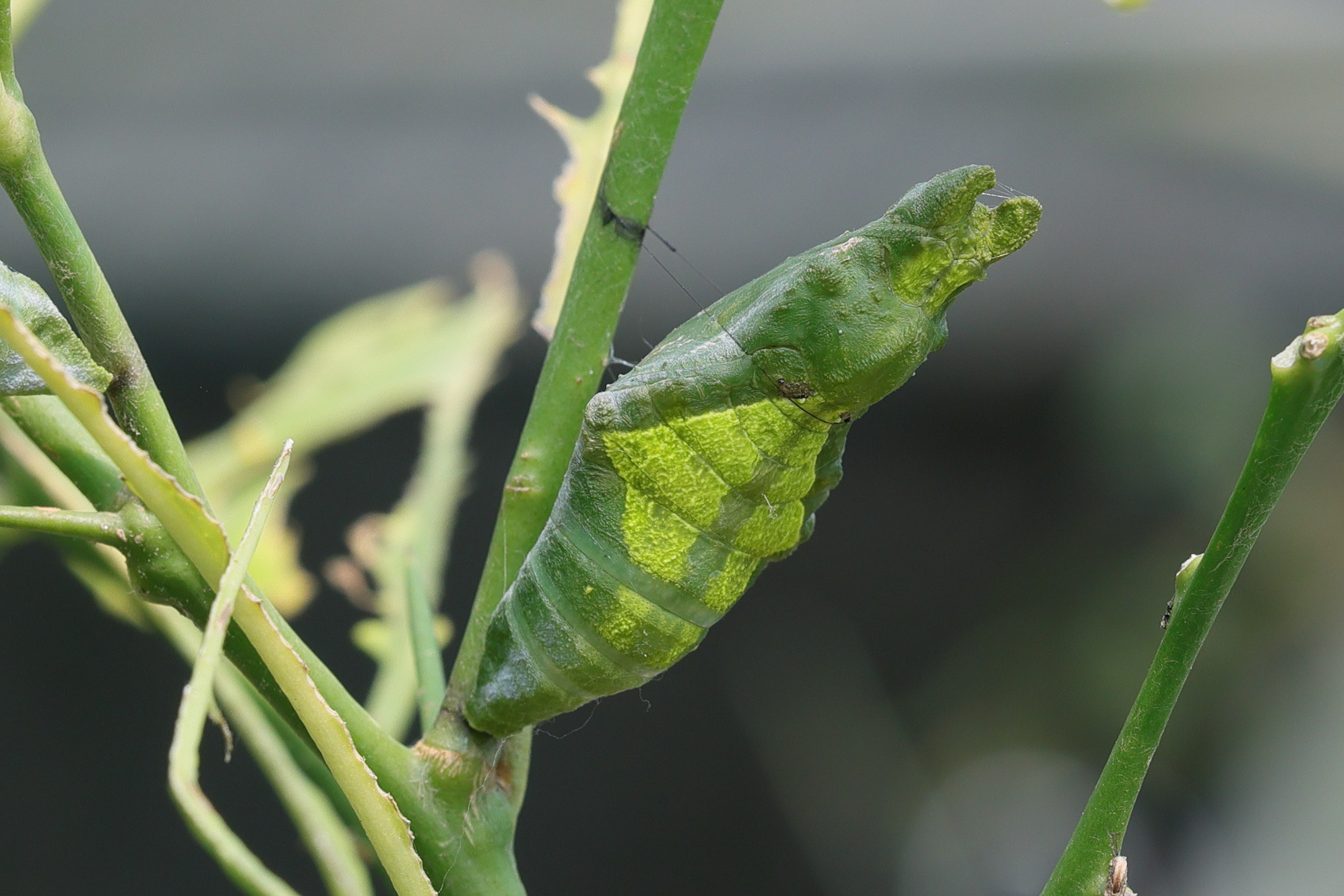 papilio_demodocus_nymph1md