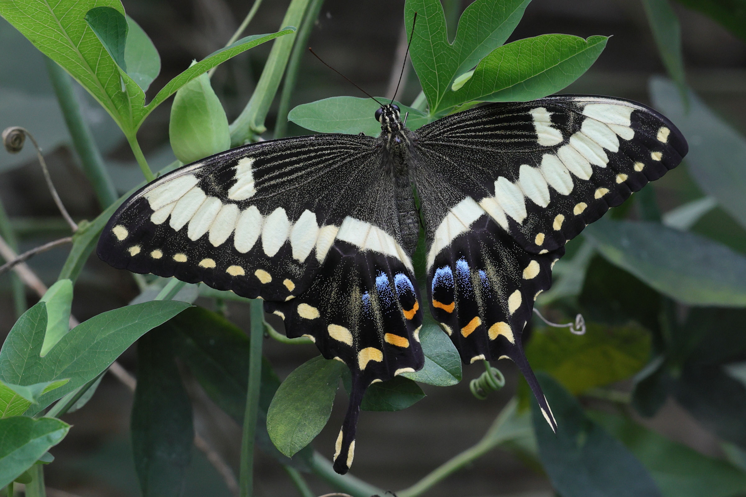 papilio_ophidicephalus1md