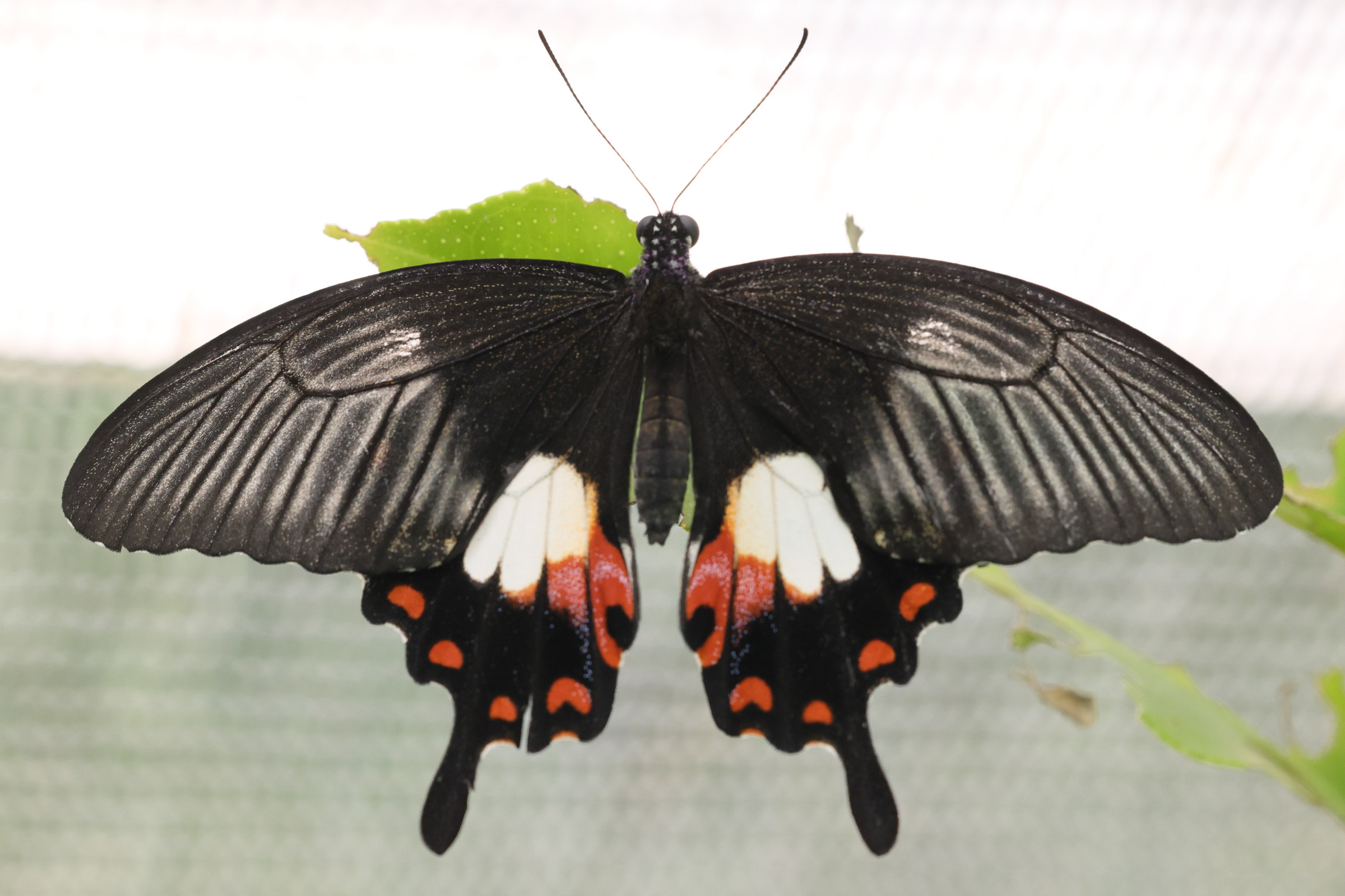 Afficher le média papilio_polytes4md papilio_polytes4md