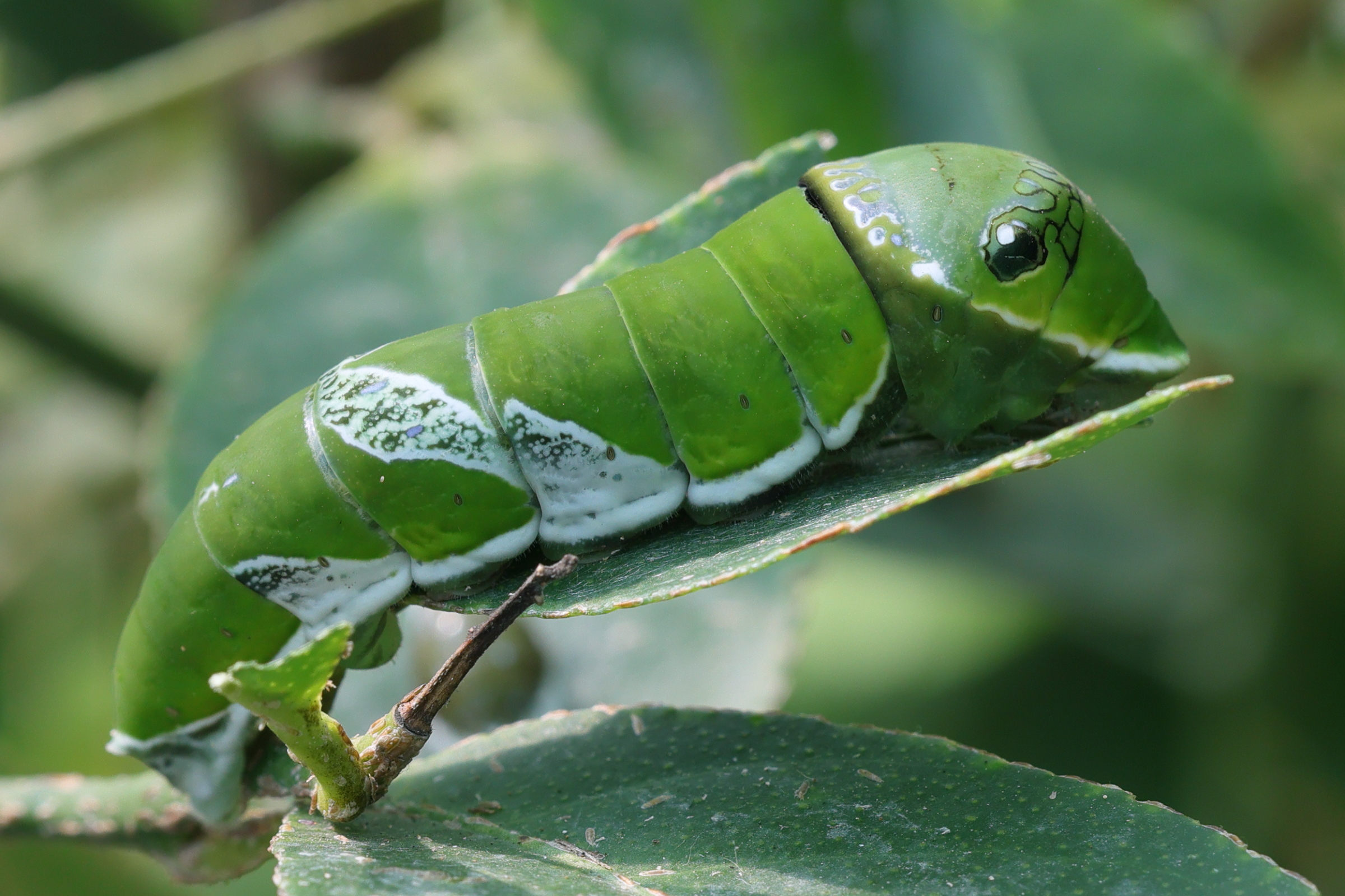 Afficher le média papilio_polytes_ch5md papilio_polytes_ch5md