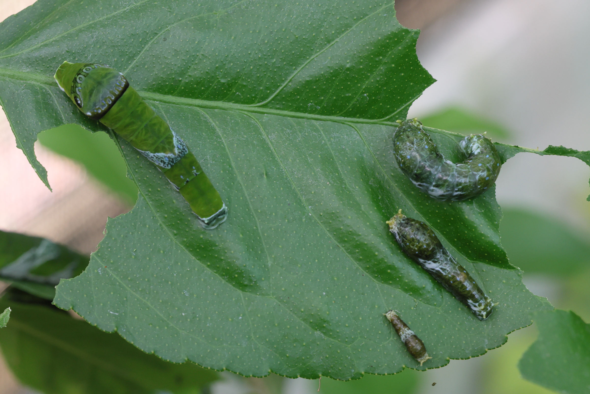 Afficher le média papilio_polytes_ch6md papilio_polytes_ch6md