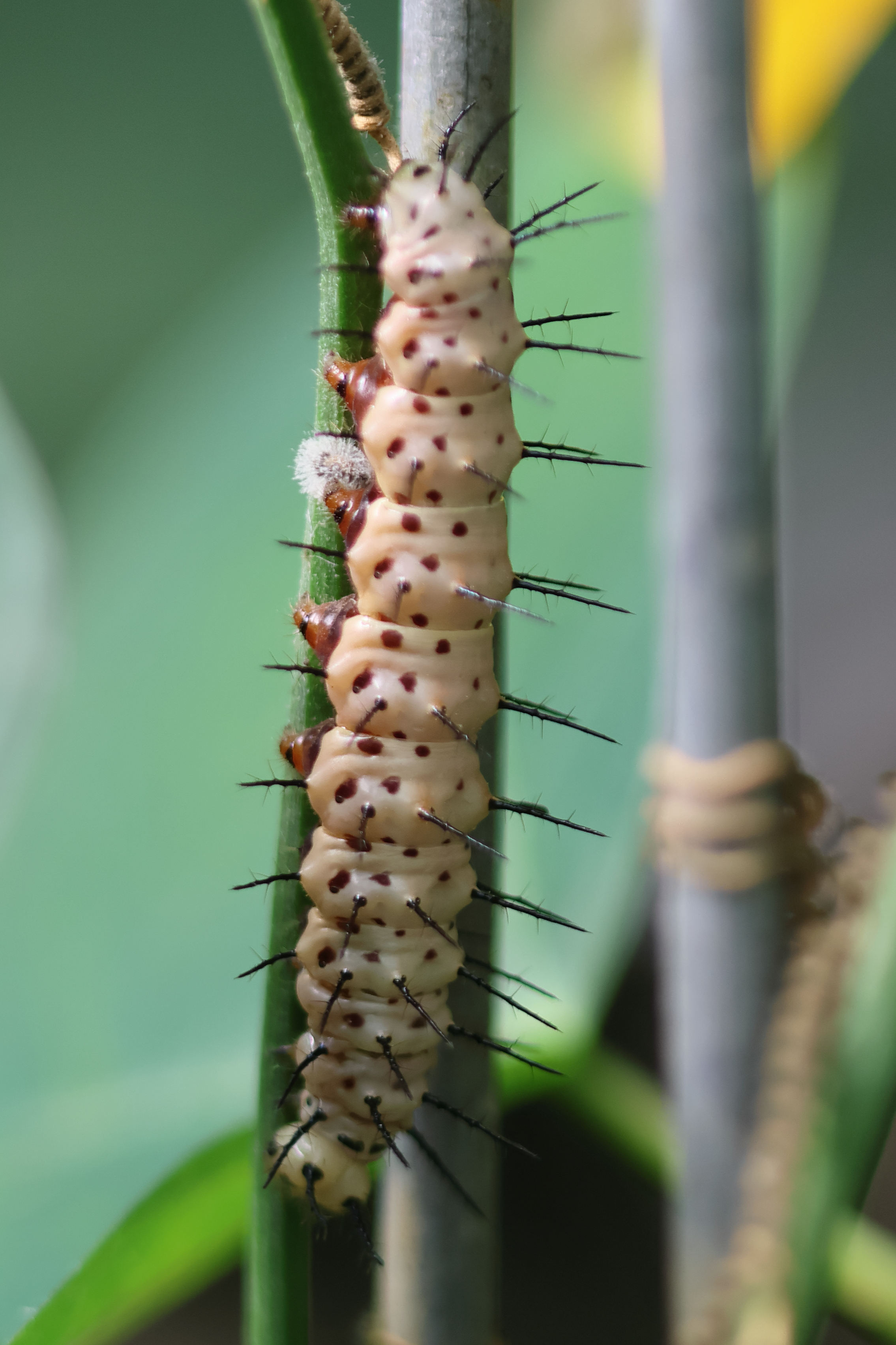 heliconius_charitonia_ch2bd