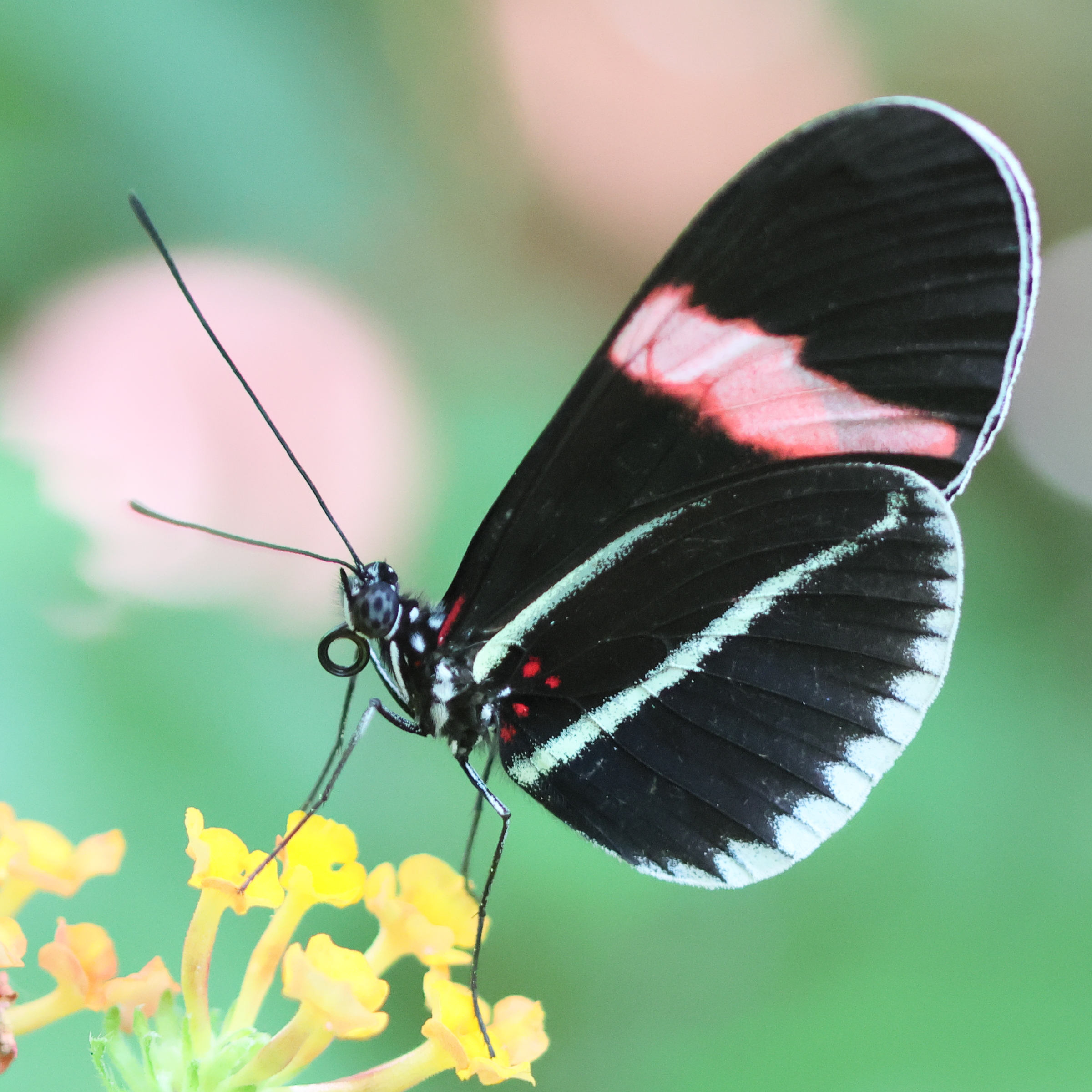 heliconius_erato4bd