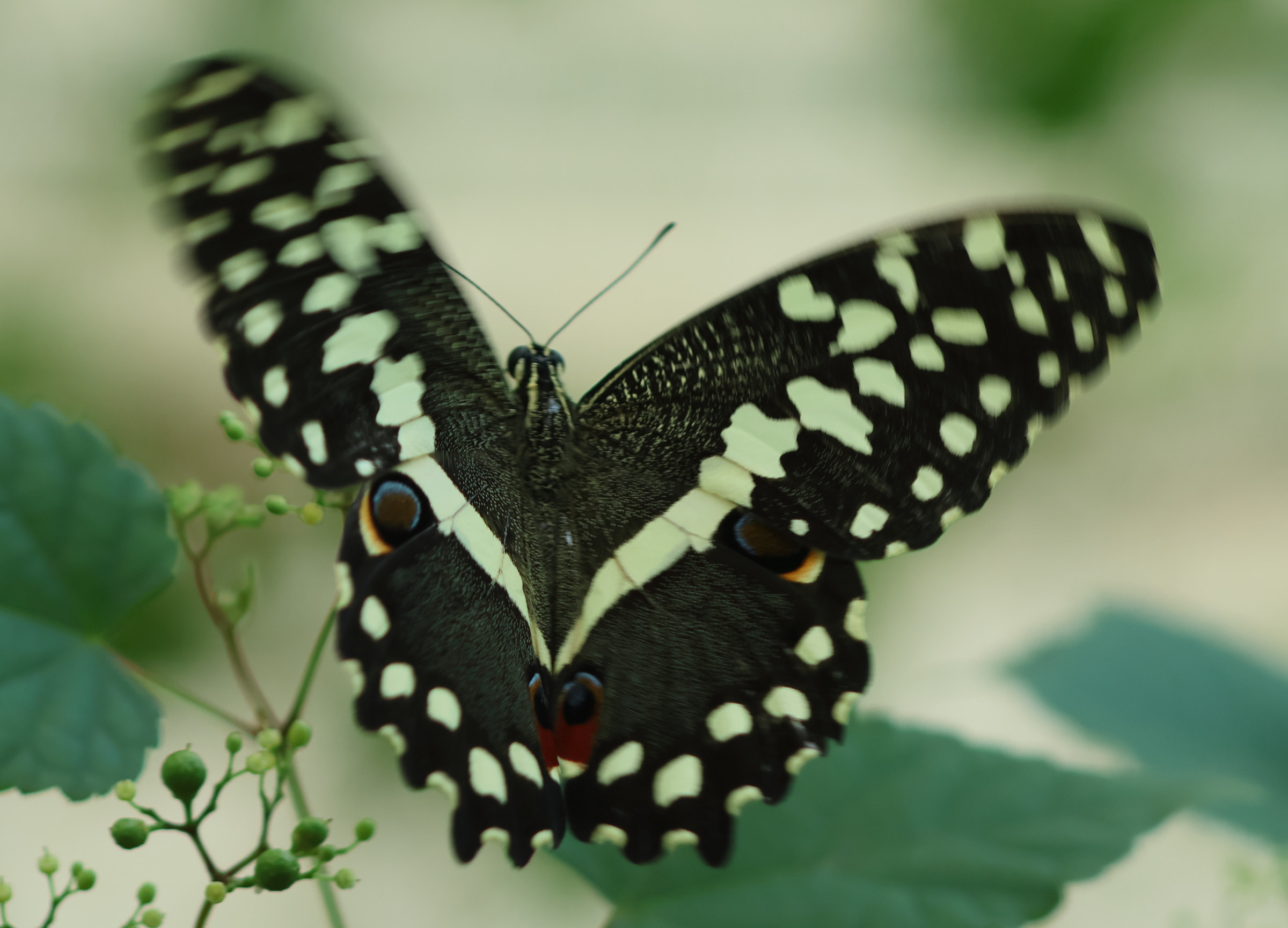 papilio_demodocus6bd