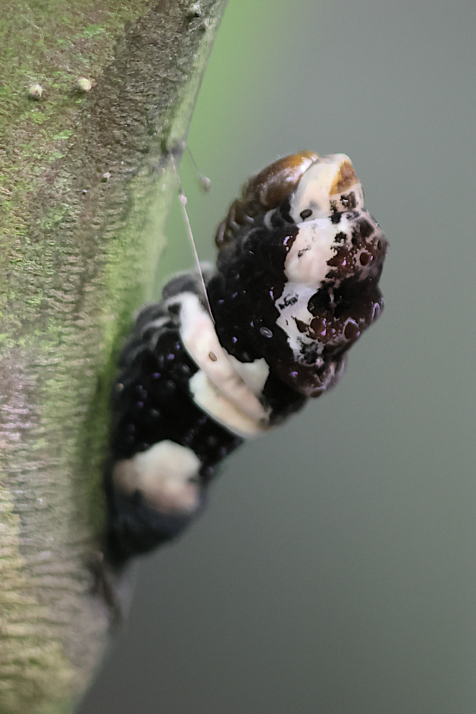 papilio_lowi_nymph1bd