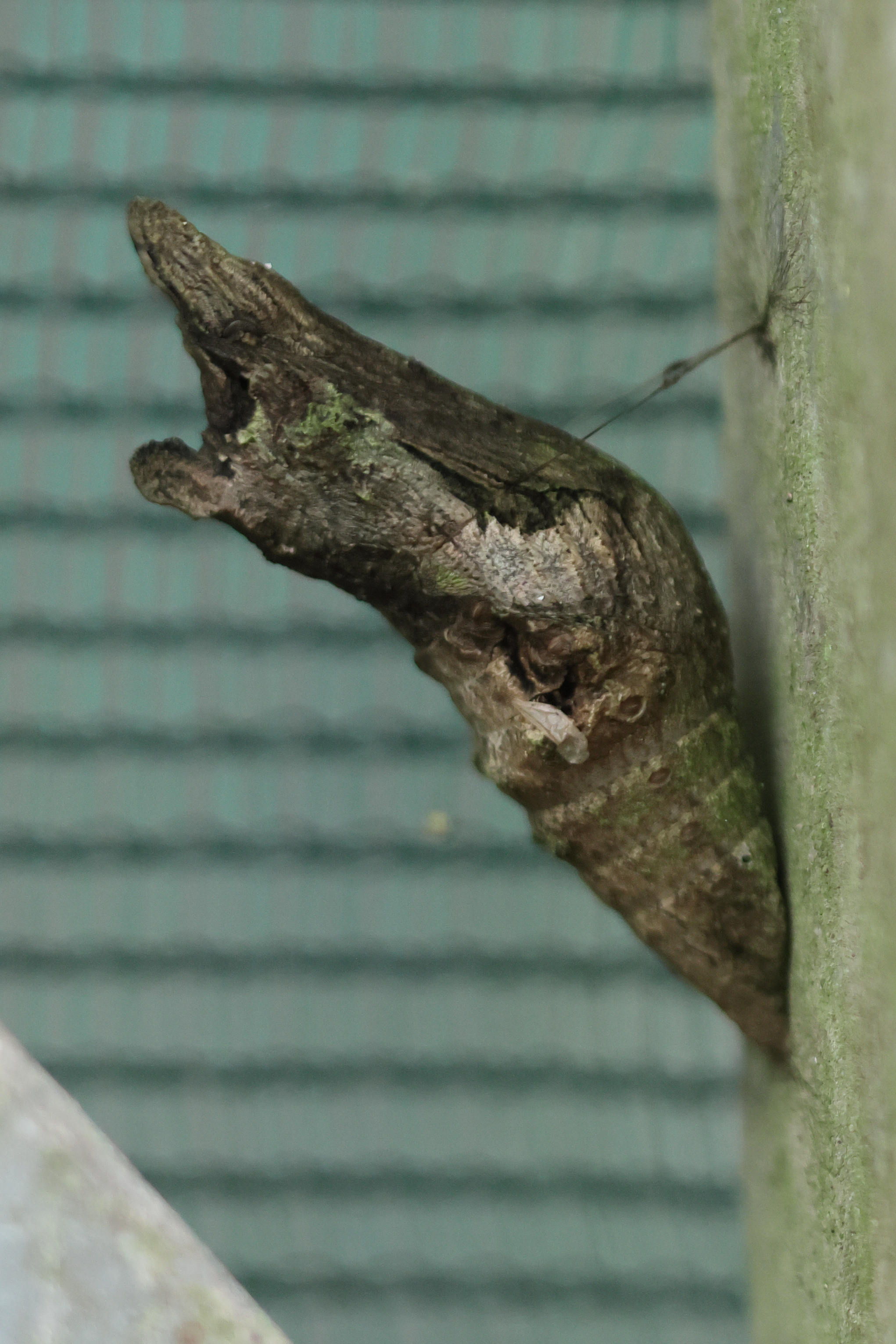 papilio_lowi_nymph2bd