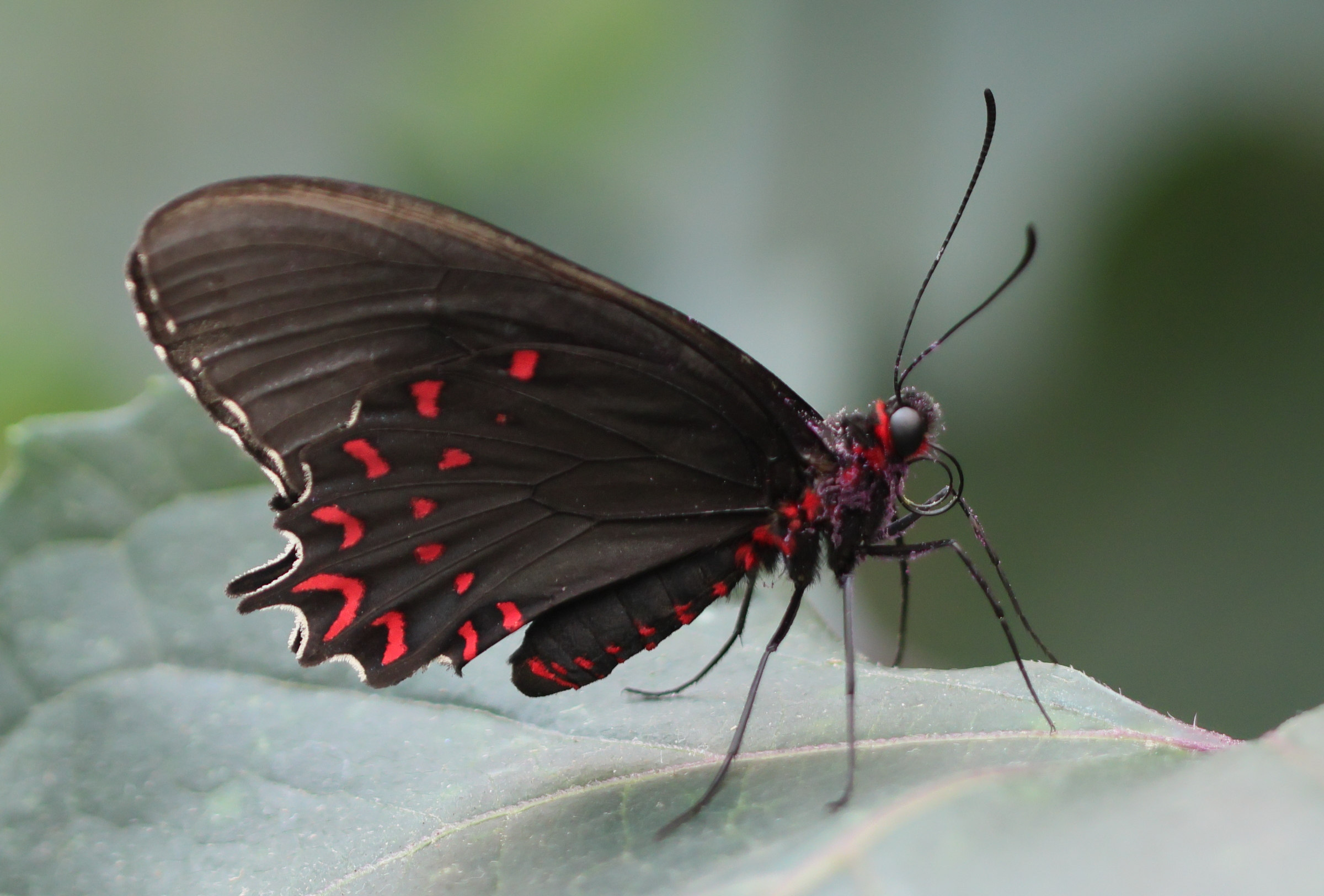 parides_photinus1bd