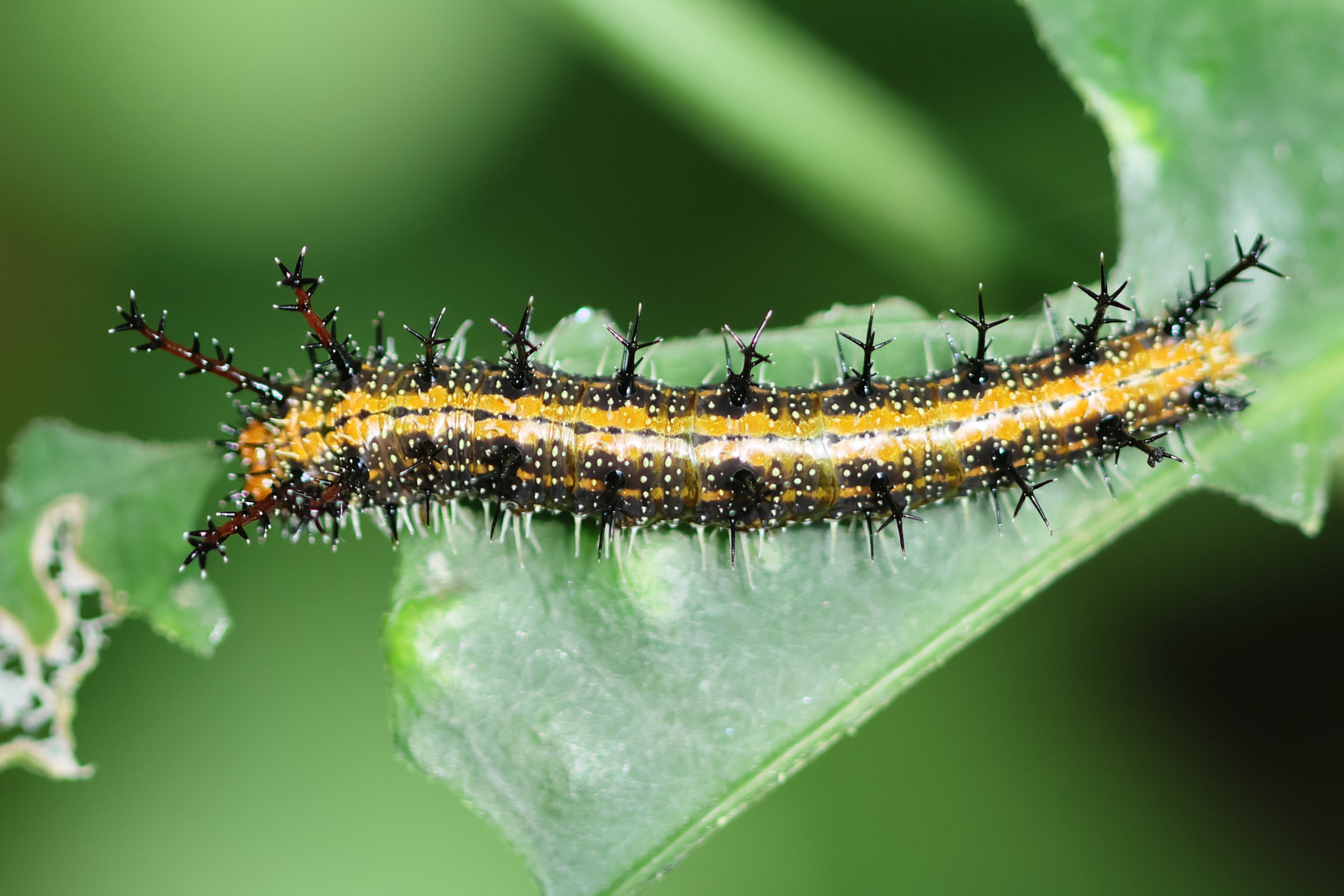 parthenos_sylvia_ch2bd