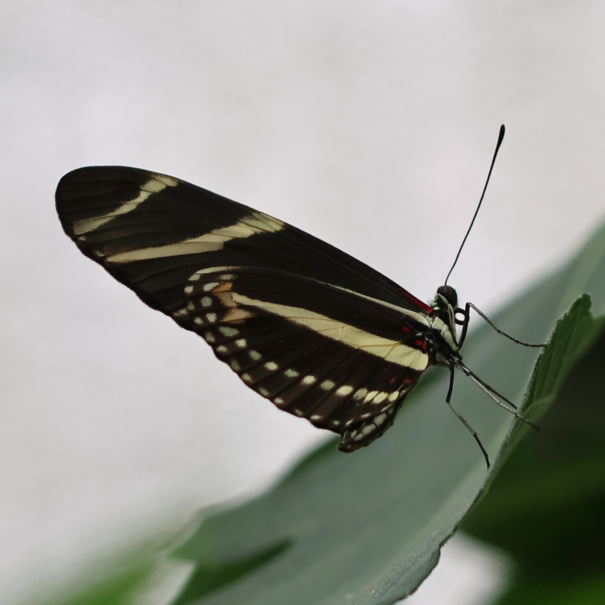 heliconius_charitonia4bd