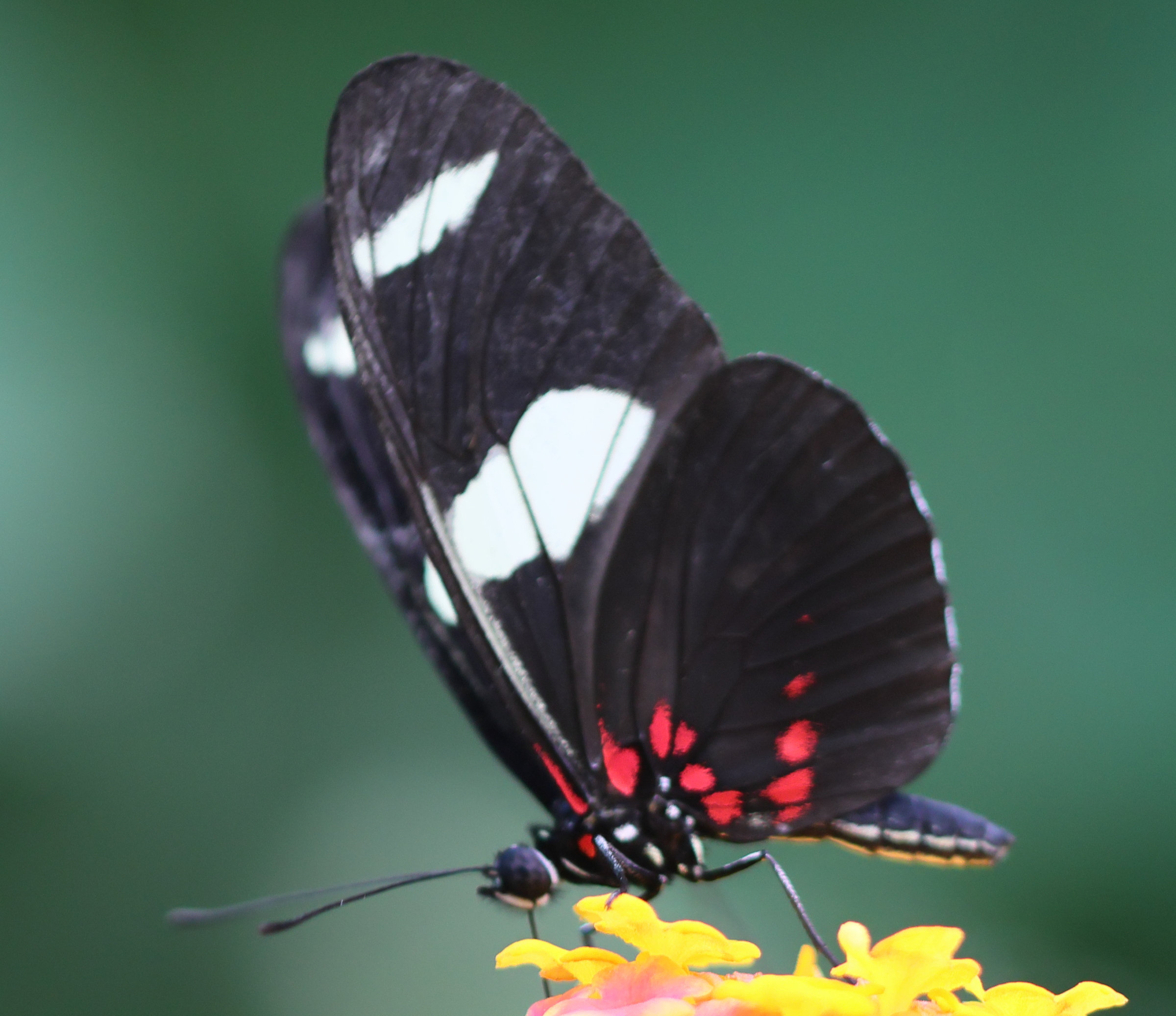 heliconius_doris4bd
