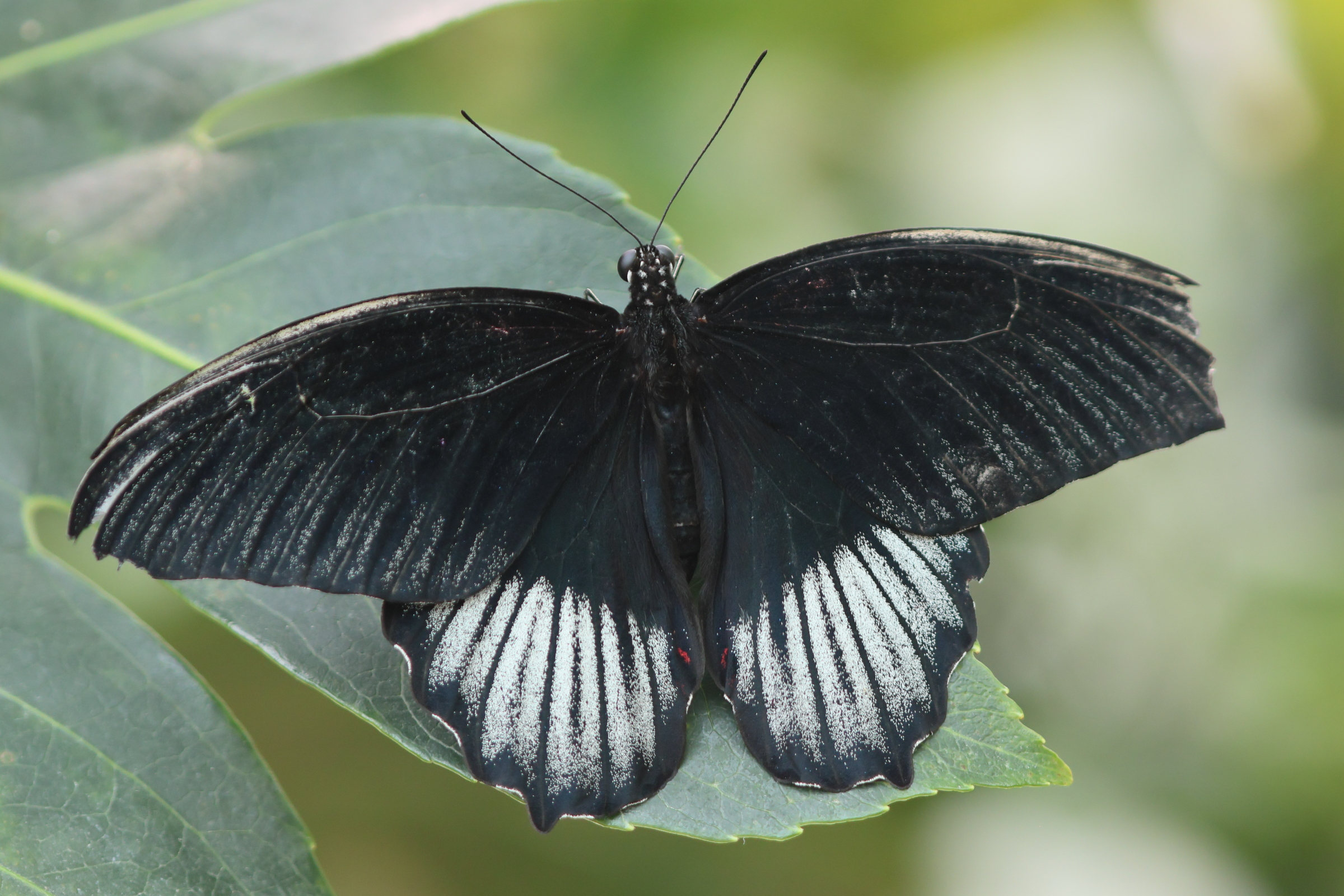 papilio_memnon6bd