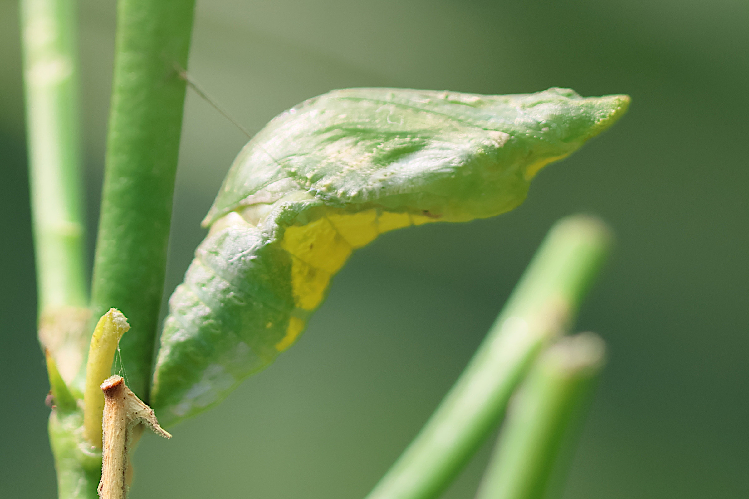 Afficher le média papilio_polytes_nymph1bd papilio_polytes_nymph1bd