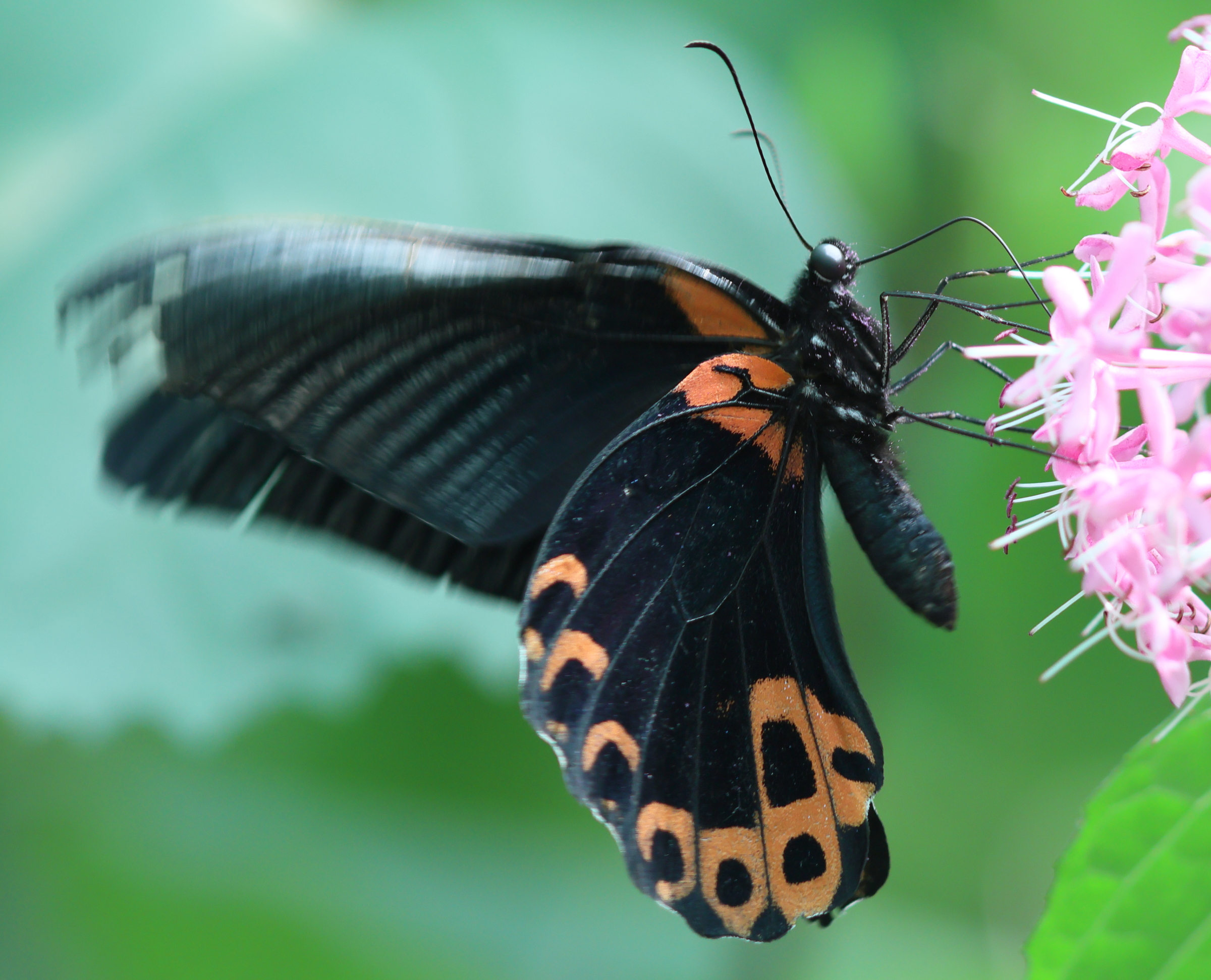 papilio_rumanzovia2bd