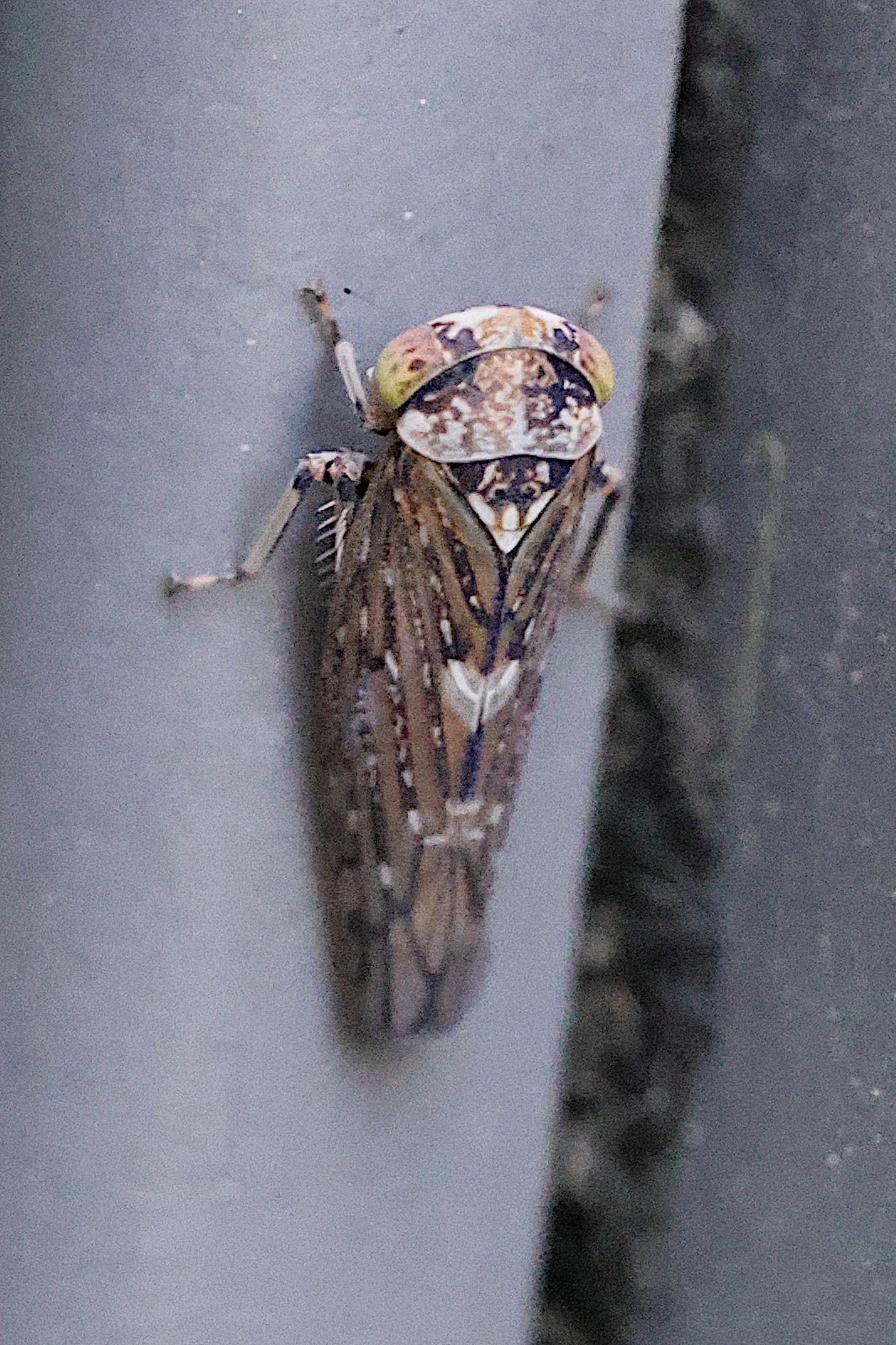 acericerus_heydenii3md