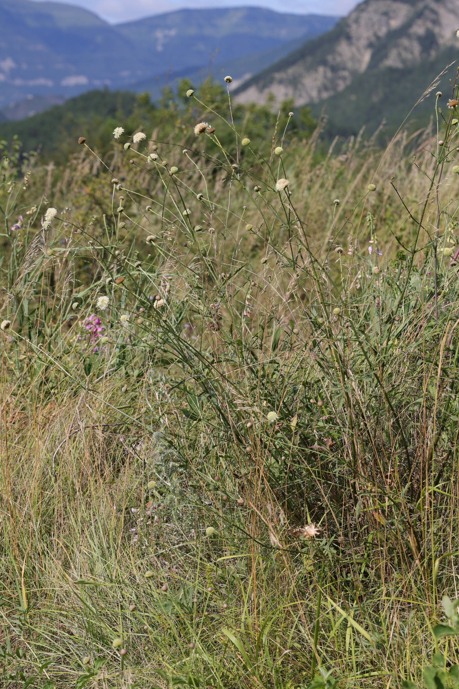 cephalaria_leucantha1md