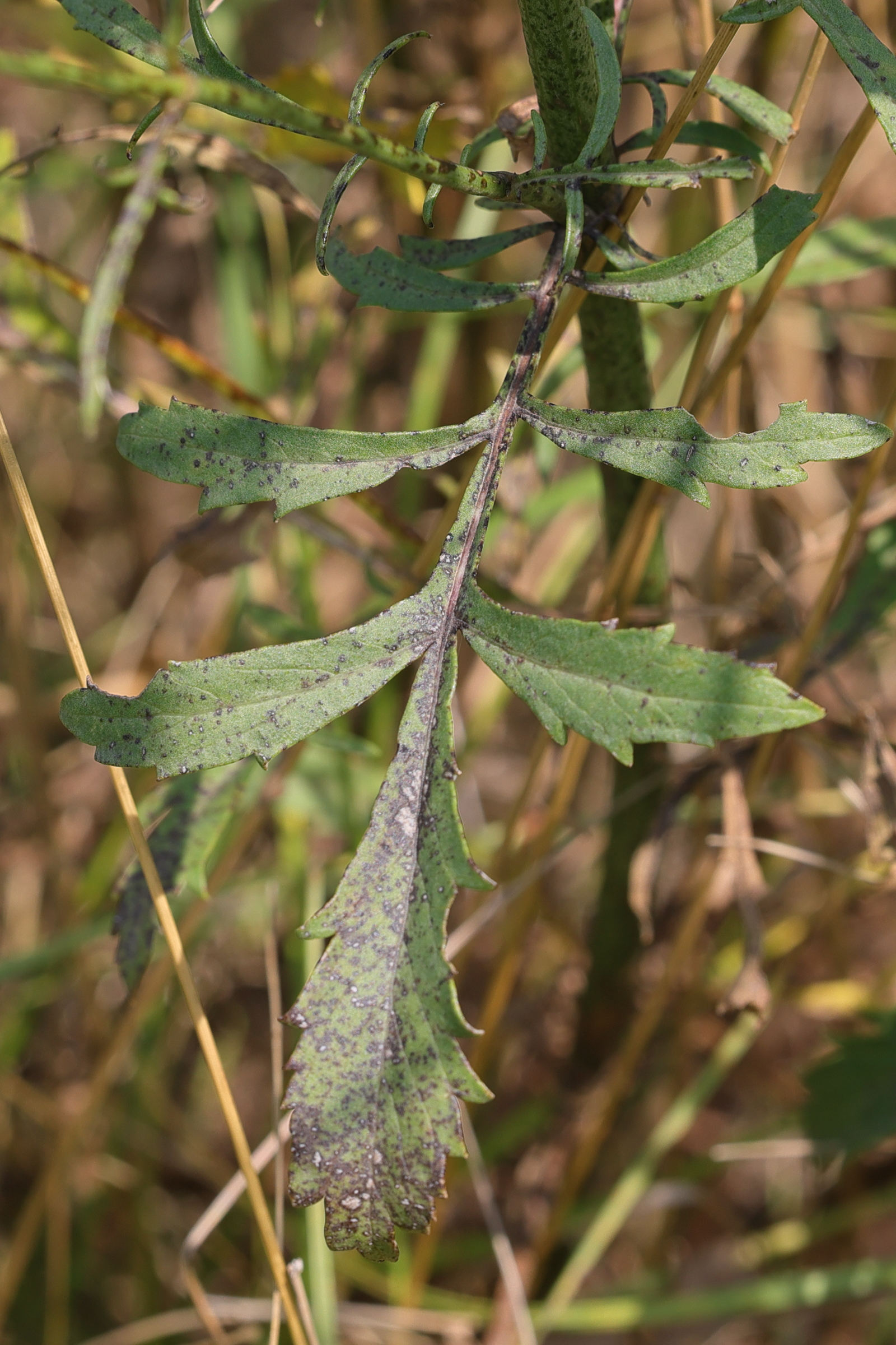 cephalaria_leucantha5md