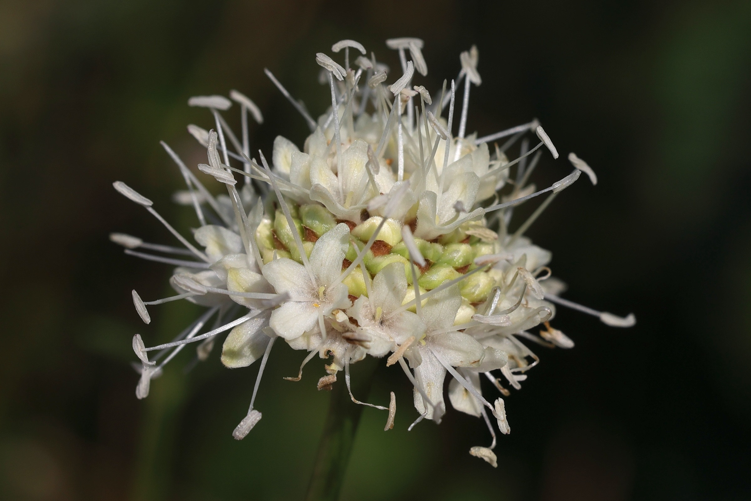 cephalaria_leucantha6md