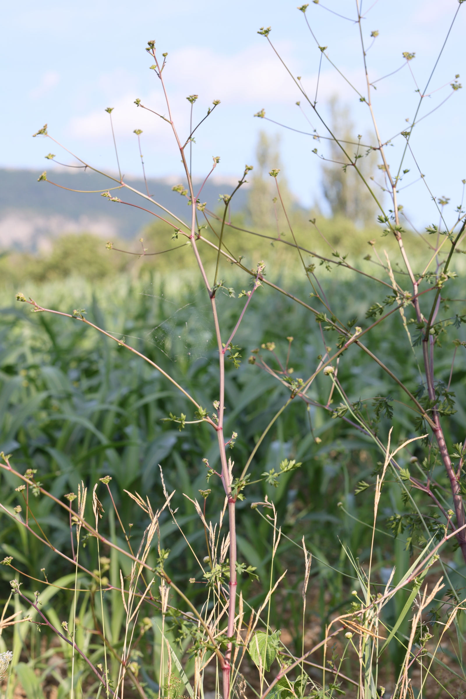 Afficher le média peucedanum_alsaticum1md peucedanum_alsaticum1md